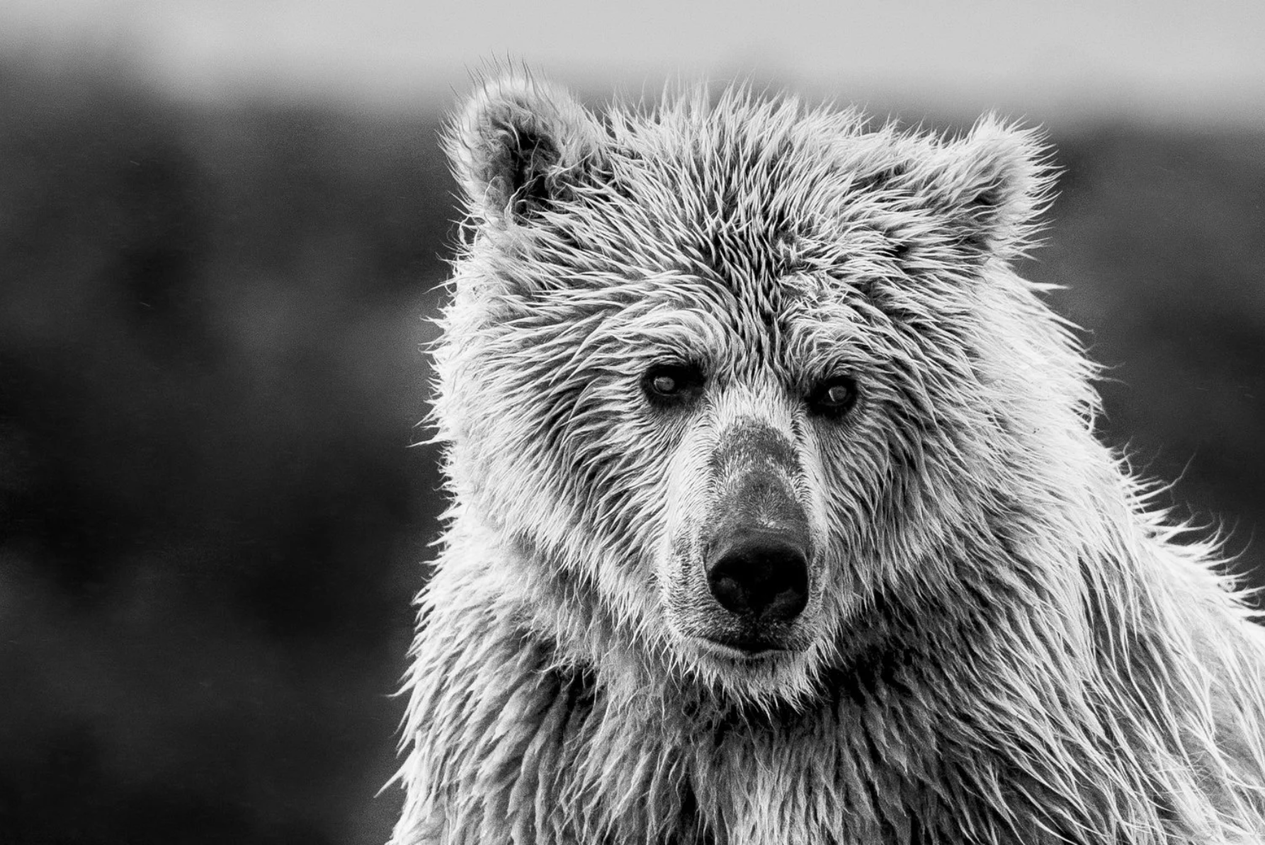 Wild Gaze