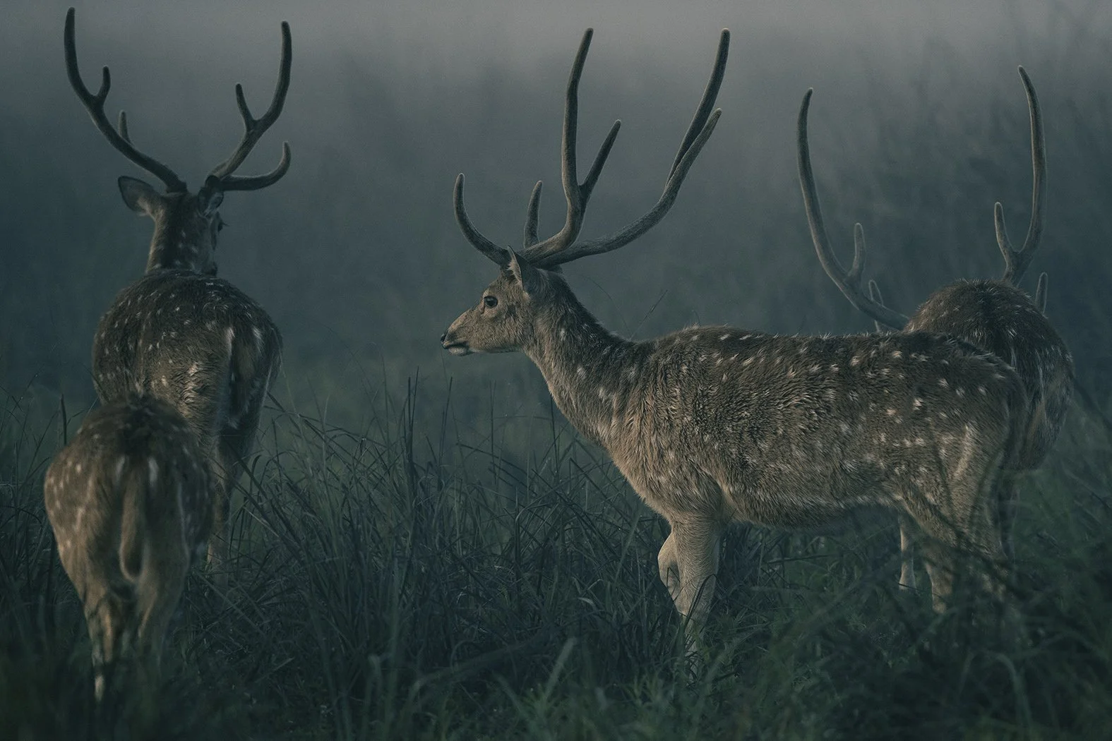 Three deer standing in tall grass with a misty, dark background.