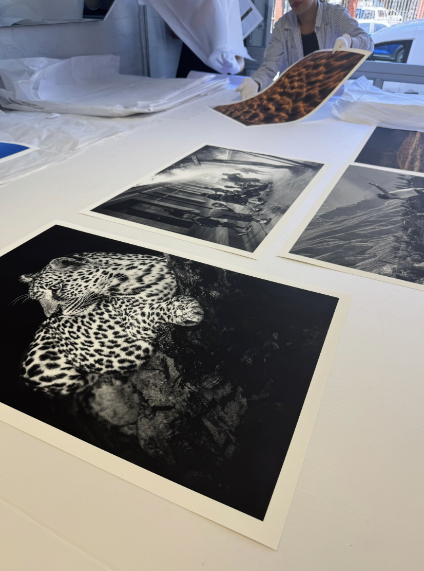 Photographs of animals and people spread out on a table. The closest photo features a black and white image of a leopard lying on rocks. Other photos show groups of people, a giraffe, and an outdoor scene.