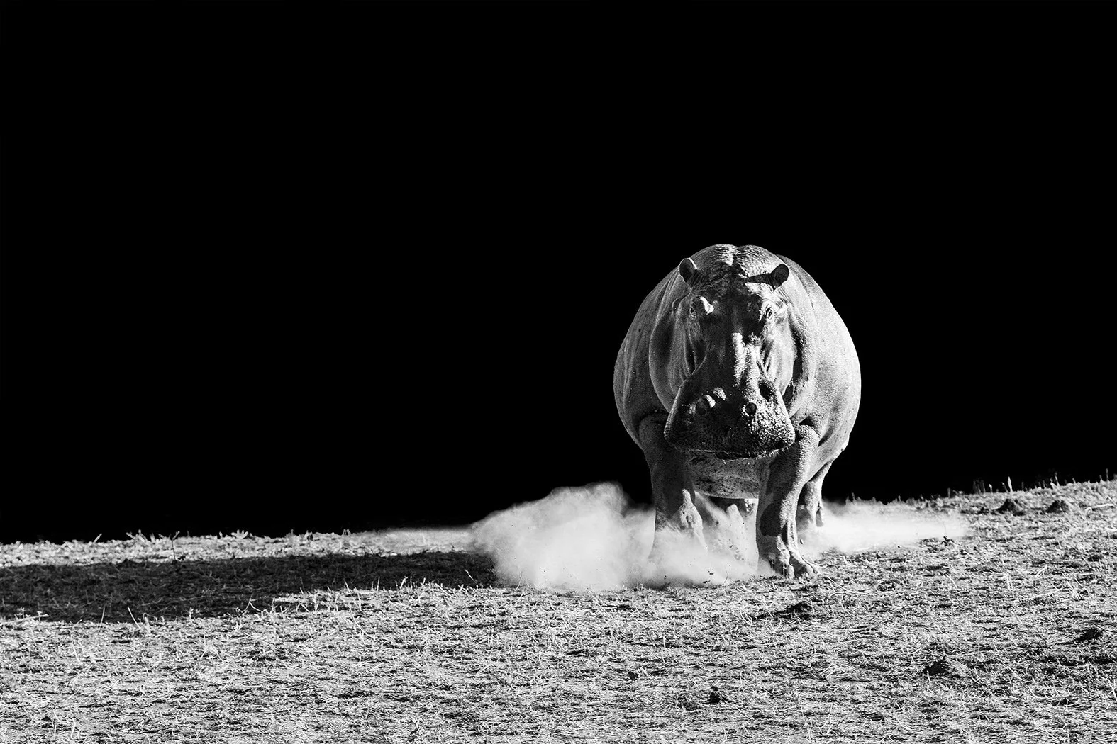 A black and white photo of a hippopotamus running on dry land with dust kicking up behind it, set against a dark background.