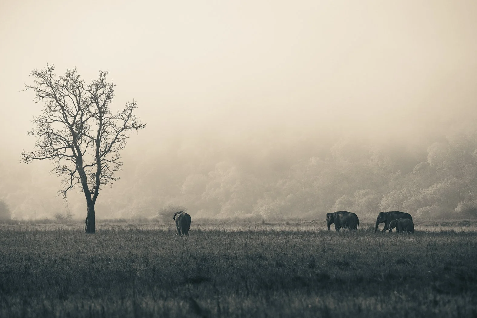 A serene landscape with a solitary leafless tree on the left and four elephants grazing in a grassy field, with a muted, foggy background.