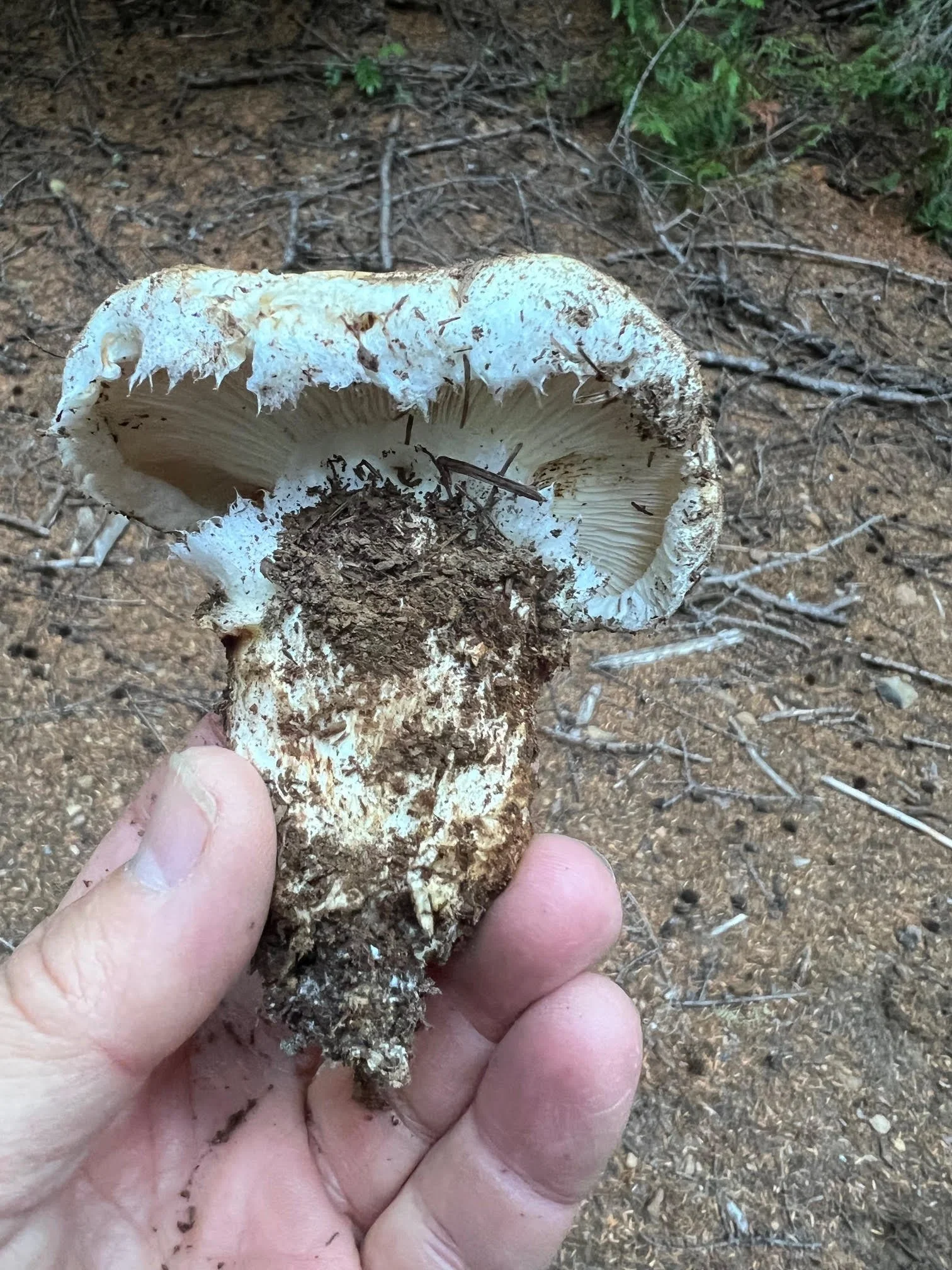 Matsutake_in_Hand.jpg