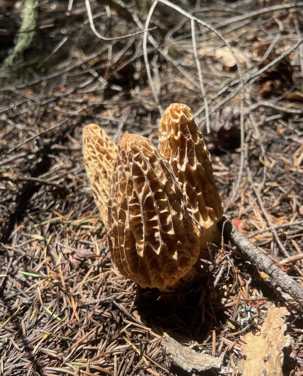 Morel_in_Duff.jpg