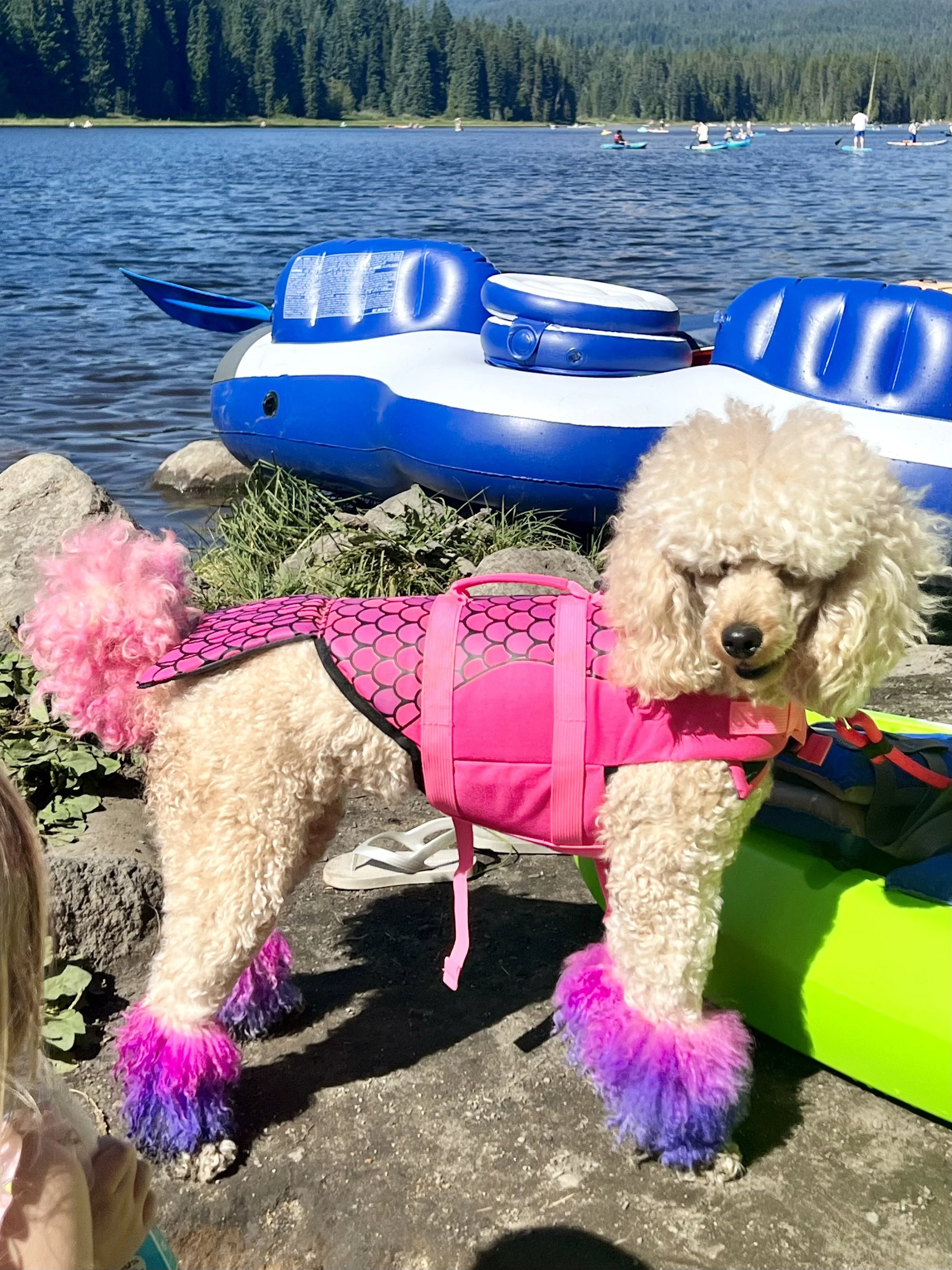 Merdoodle Sighting at Trillium Lake