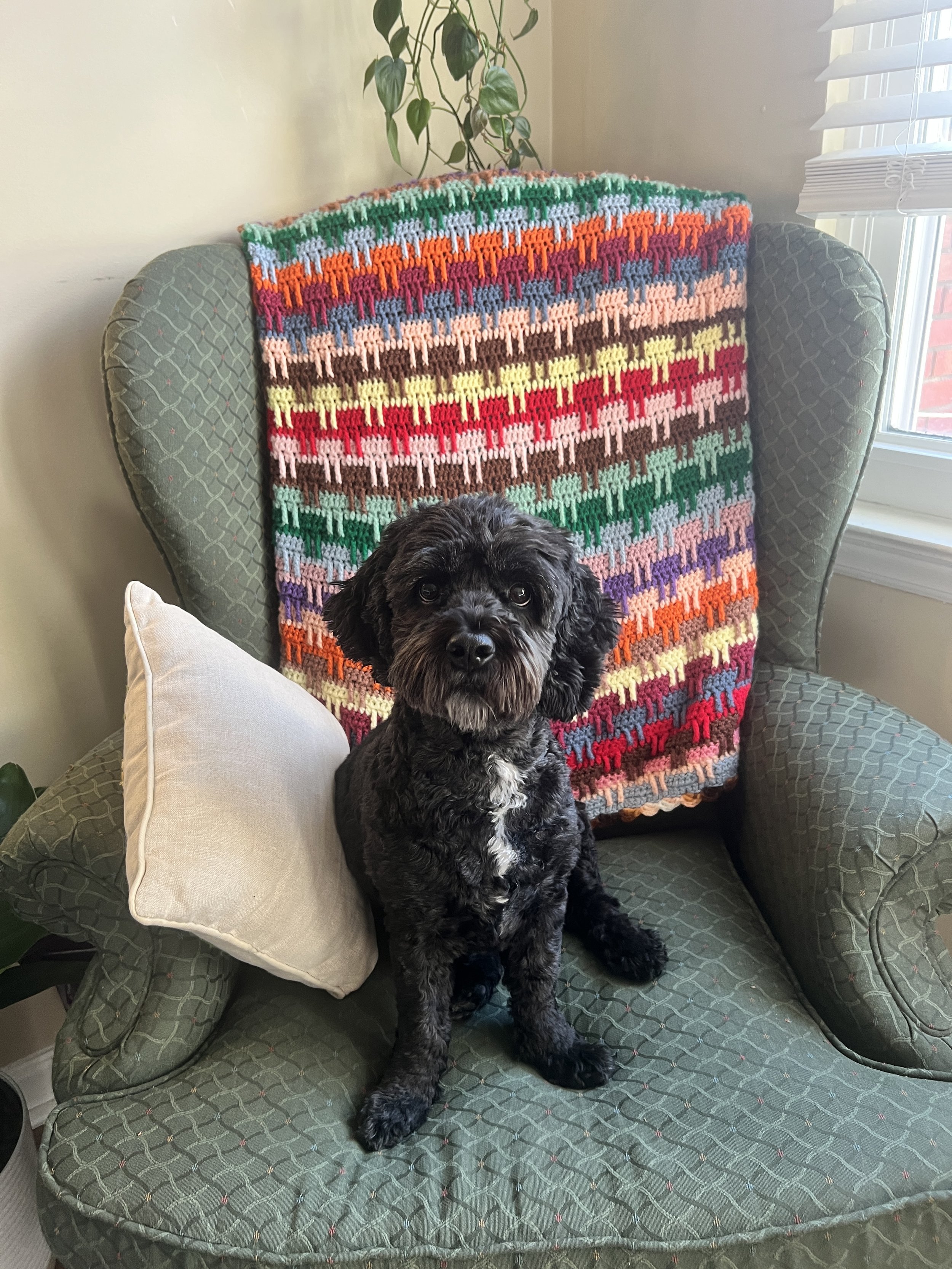 Small black dog sitting on a green armchair with a colorful knitted blanket in the background.