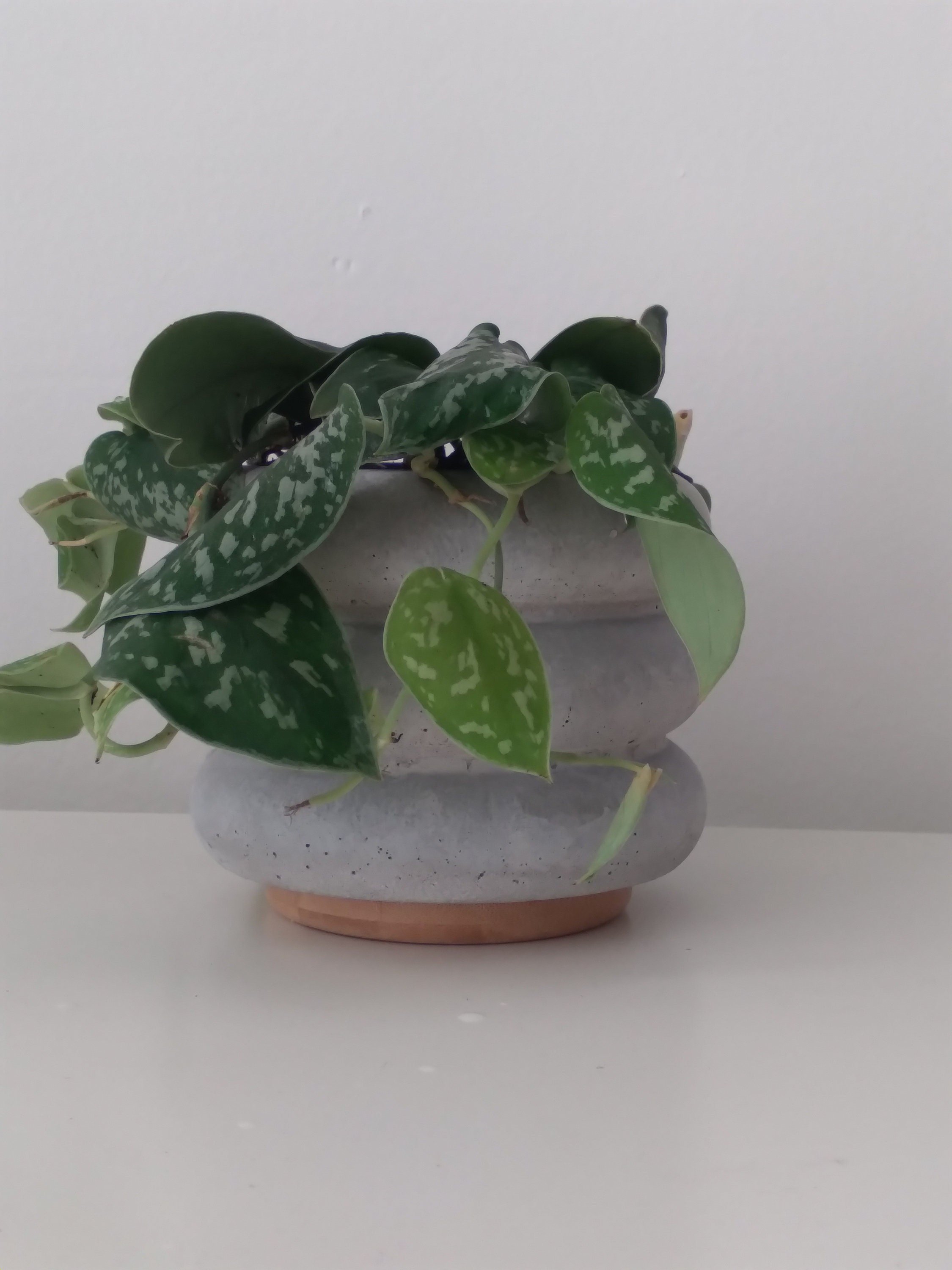 https://i.etsystatic.com/18579167/r/il/9dd998/4073145426/il_fullxfull.4073145426_m1t7.jpg