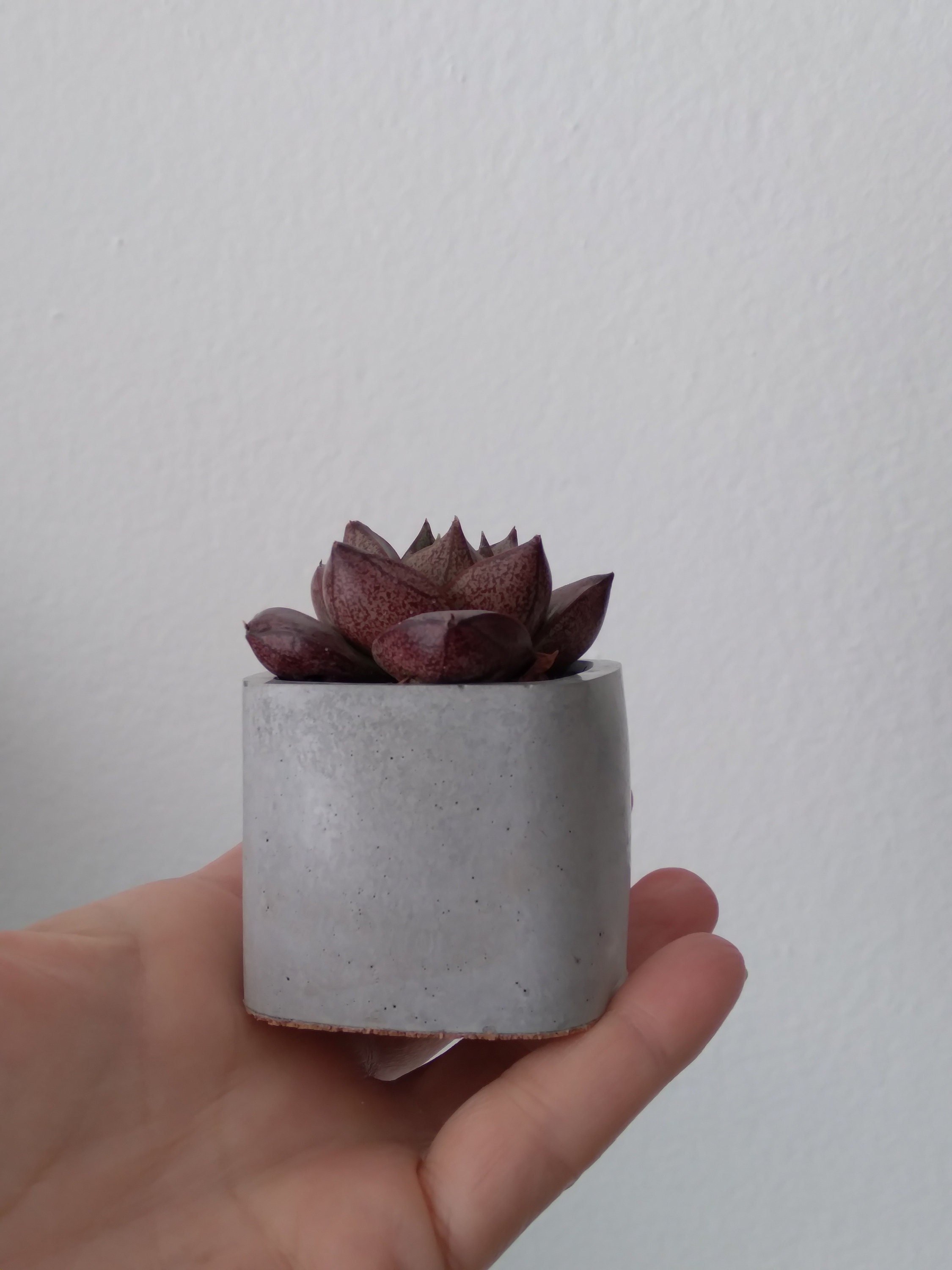 https://i.etsystatic.com/18579167/r/il/7f9d20/4044138876/il_fullxfull.4044138876_137d.jpg