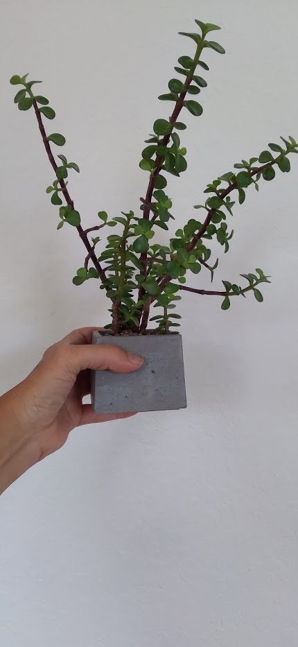 https://i.etsystatic.com/18579167/r/il/75783c/3164579078/il_fullxfull.3164579078_4ikh.jpg