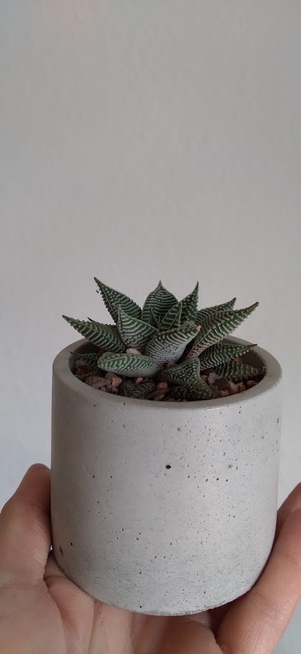 https://i.etsystatic.com/18579167/r/il/e4eec2/3164579468/il_fullxfull.3164579468_cql6.jpg