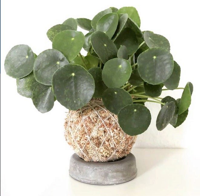 https://i.etsystatic.com/18579167/r/il/06d120/2441721165/il_fullxfull.2441721165_b70i.jpg