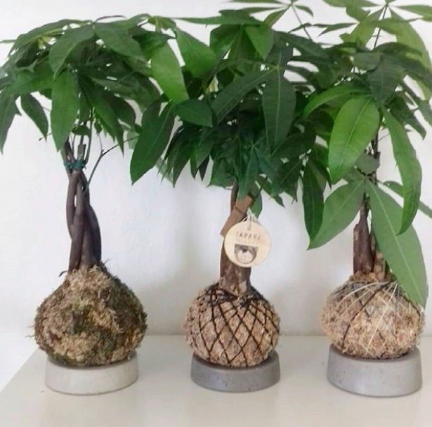 https://i.etsystatic.com/18579167/r/il/06b4a8/2394096178/il_fullxfull.2394096178_771z.jpg