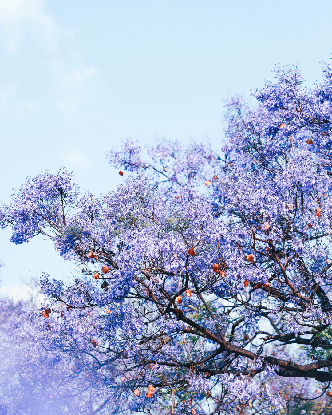 Anxiety Thrives on Our Fear and Control of it- Healing from Agoraphobia &amp; Panic Attacks