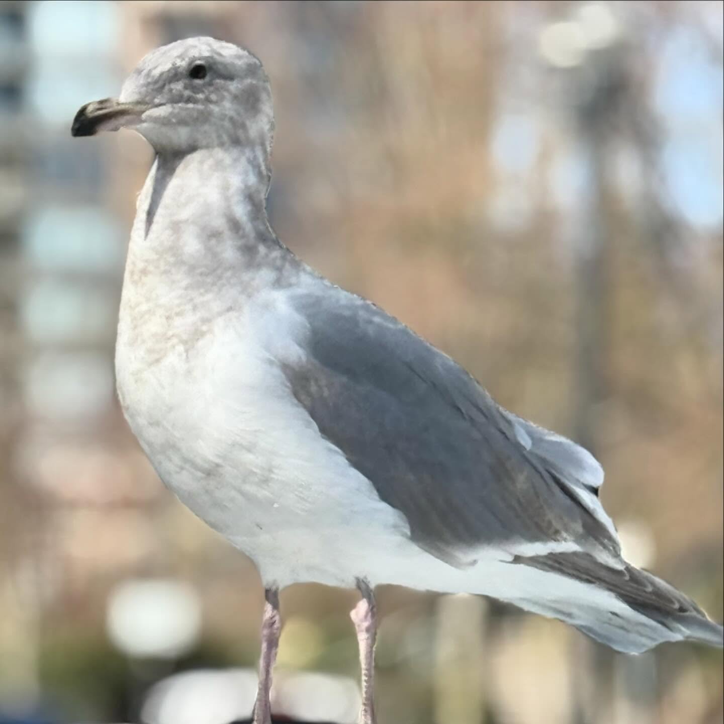 This morning, I captured a stunning photo of a seagull gracefully perched on my car, showcasing the beauty of everyday moments through my lens. 

 - Glaucous-winged gull
The glaucous-winged gull (Larus glaucescens) is a large, white-headed gull. The 