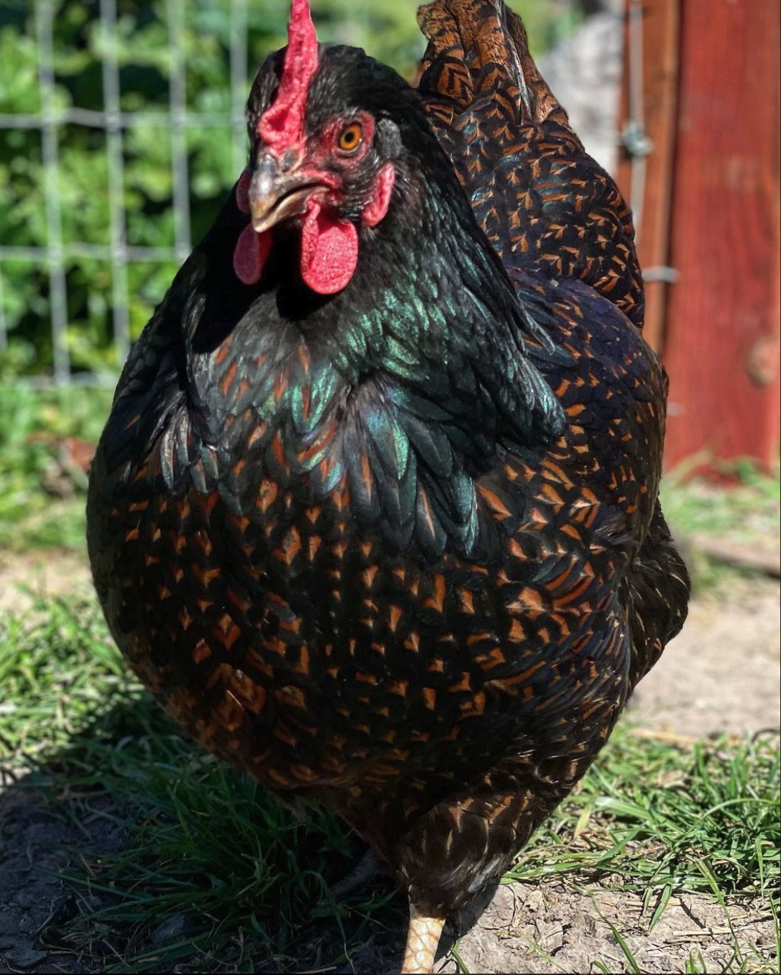 Screenshot 2023-07-28 at 10.40.48 PM.png