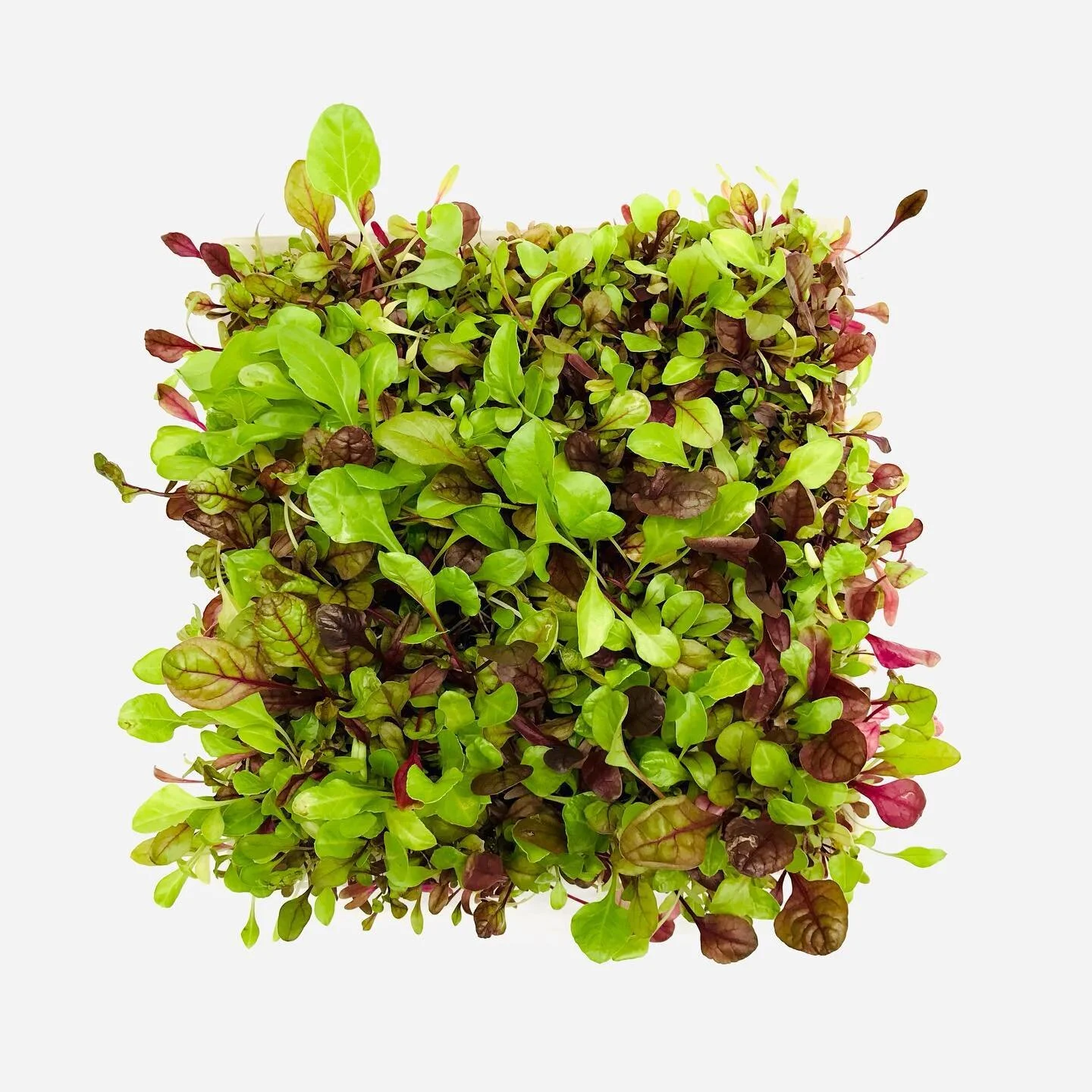 Bright Lights Chard, also known as 5-color Silverbeet and leaf beet, is a heritage leafy green with an earthy flavor. This microgreen has red and green leaves, with yellow and pink stems. &thinsp;
&thinsp;
Also know for its remarkable nutritional qua