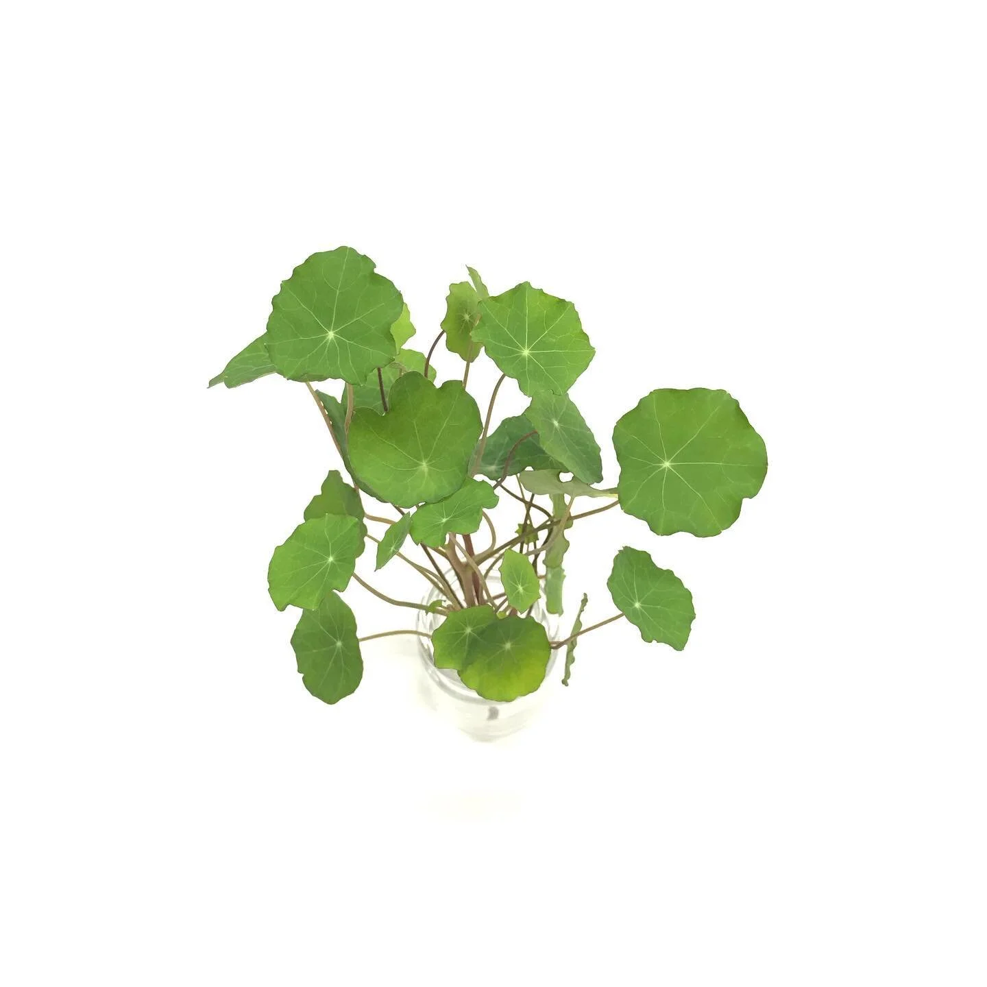 Nasturtium features a spicy, peppery, mustard-like spice flavor similar to wasabi. There are about 80 varieties of nasturtium. They&rsquo;re pale green, circular, slightly scalloped, and have star-like, yellow veins. The thin stems underneath are eit