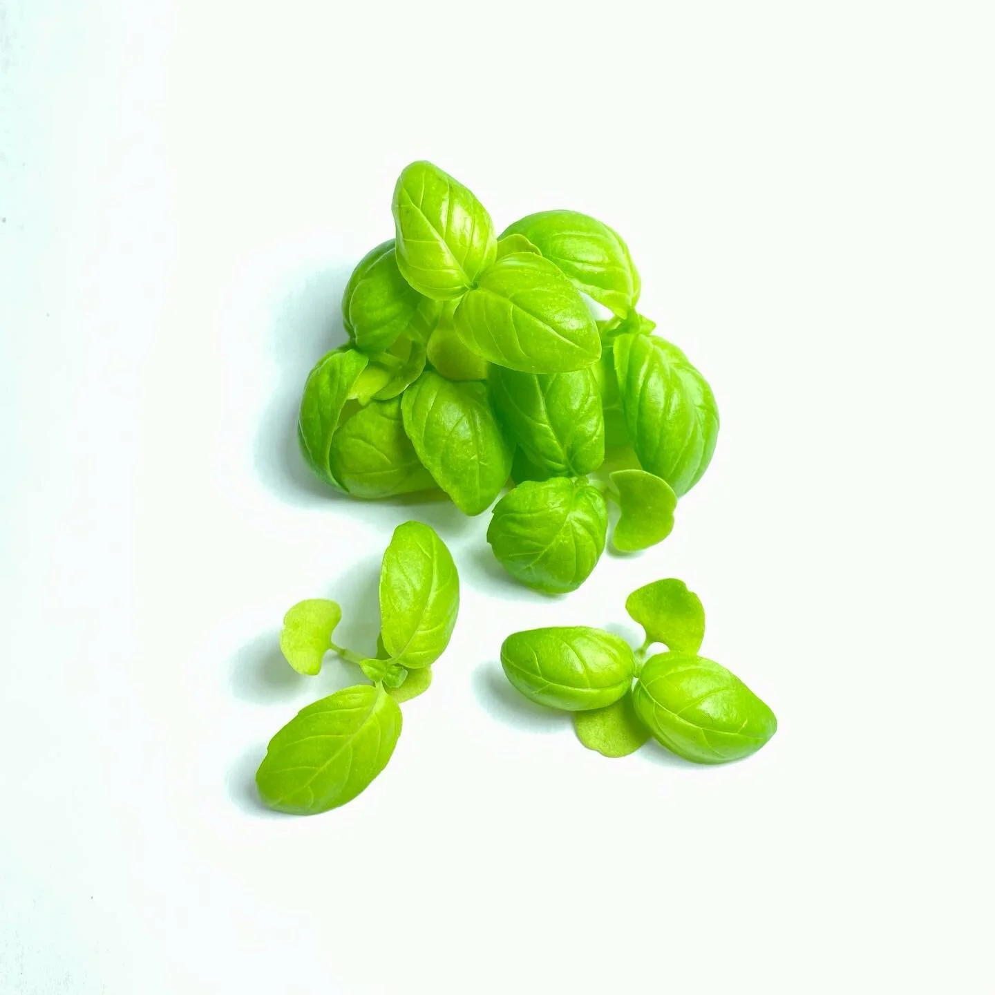 Micro Basil can be used for both sweet and savory applications. The delicate nature of basil is best suited for raw use as this herb cannot withstand high heat. Micro Basil is tender, crisp and aromatic; having a sweet finish of citrus, pepper, and m