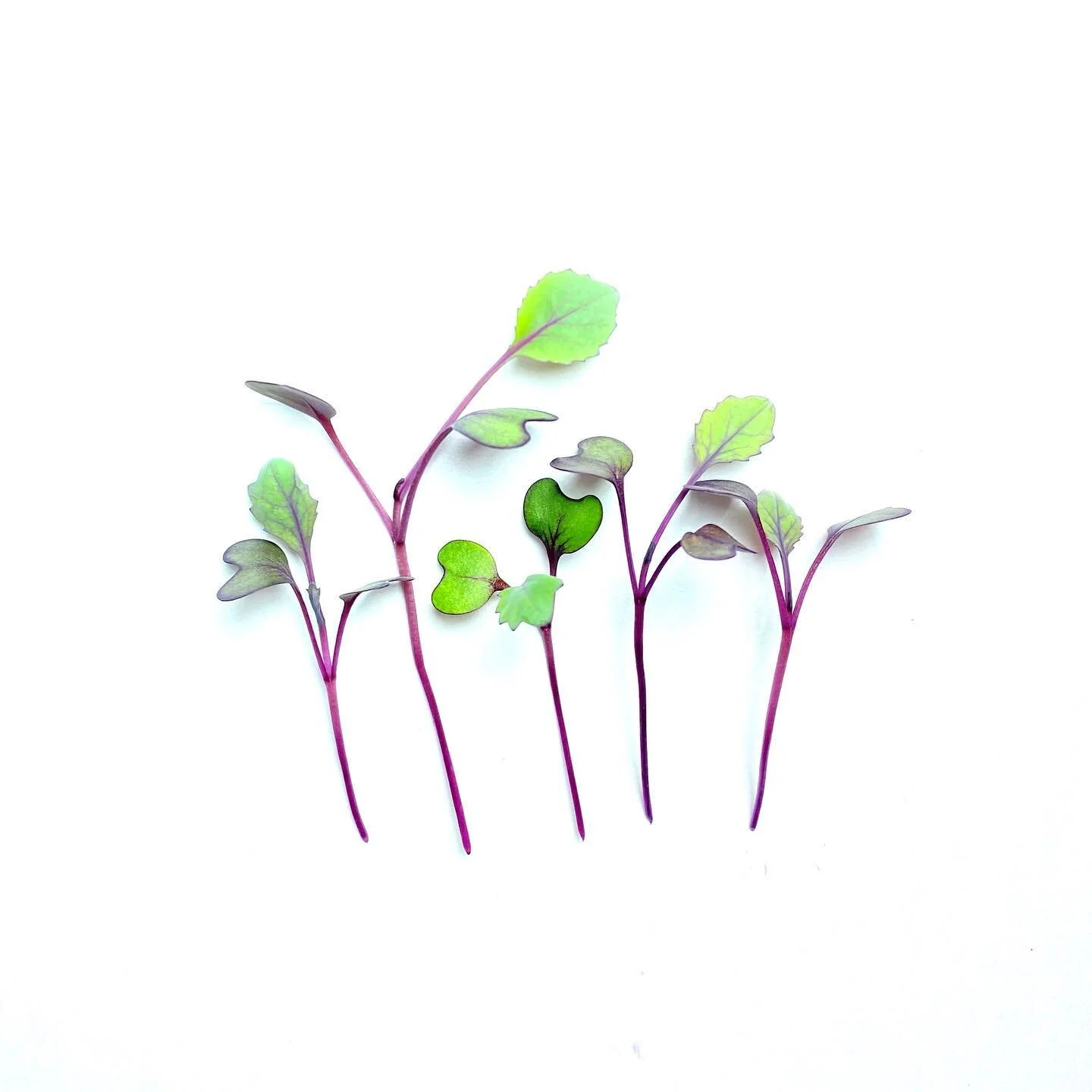 Purple Vienna Kohlrabi has a flavor similar to sweet, mild cabbage. These greens have been grown to their true leaf stage and offer a beautiful purple to rose-colored stem and a deep green leaf. Kohlrabi microgreens are very nutritious and contains n