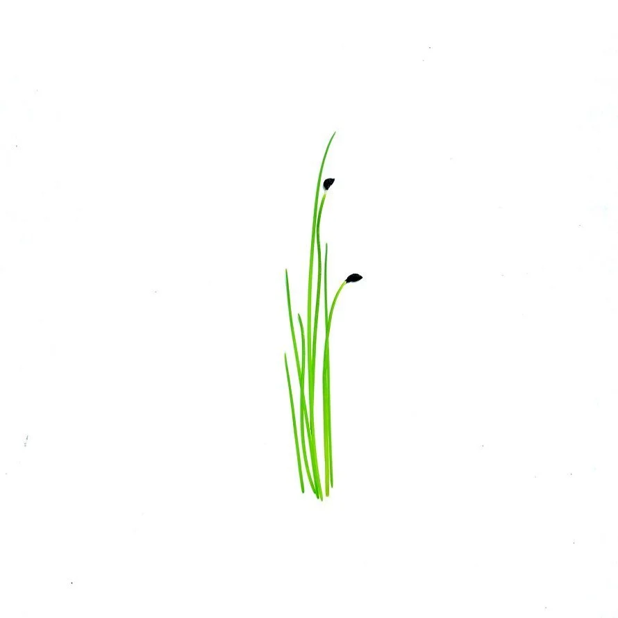 Micro Leeks, related to garlic and shallots, have a mild onion-like flavor with a tiny hint of cucumber. They taste fantastic in creamy mashed potatoes, quiches and soups! &thinsp;
&thinsp;
&thinsp;
#microgreens &thinsp;
#urbanfarming &thinsp;
#brook