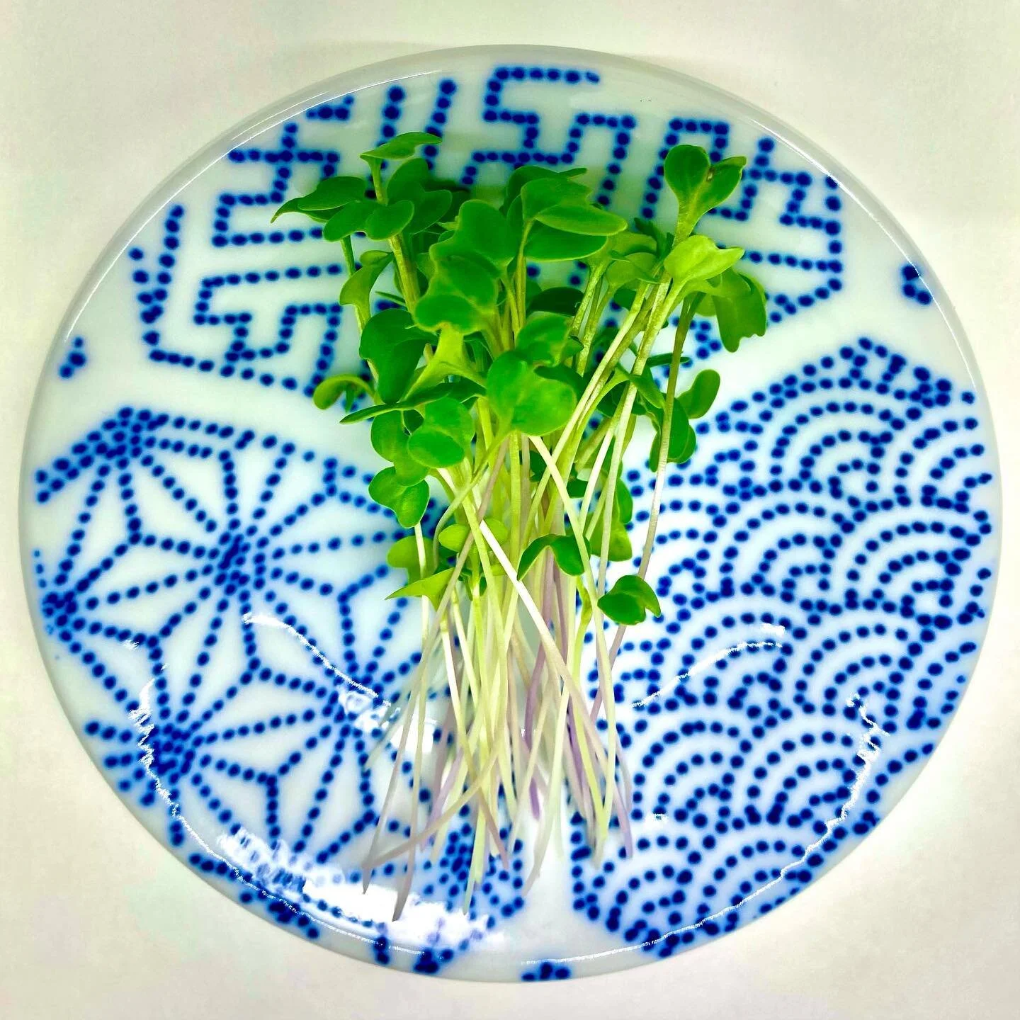 Micro Broccoli⁣
⁣
Broccoli microgreens have larger quantities of magnesium, manganese, copper, and zinc. These are very essential minerals that most people are deficient in.