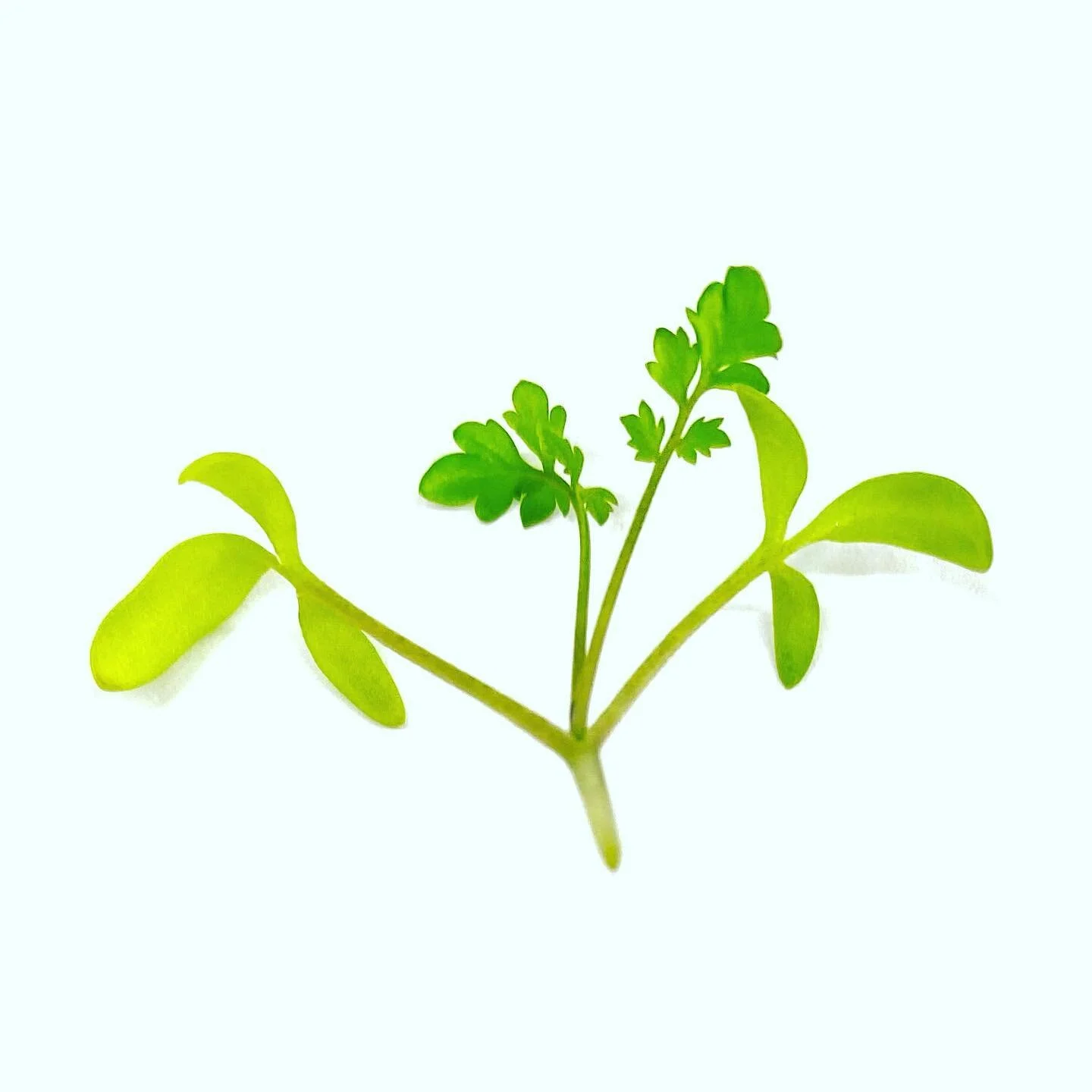 Cress Microgreens ⁣
⁣
Fresh and zingy. Great addition to a sandwich or appetizer.⁣
⁣
Protein: 20-25%⁣
Vitamins A, B, C and E⁣
Calcium, Iron, Magnesium, Niacin, Phosphorus, Potassium⁣
All Essential Amino Acids⁣
Antioxidants