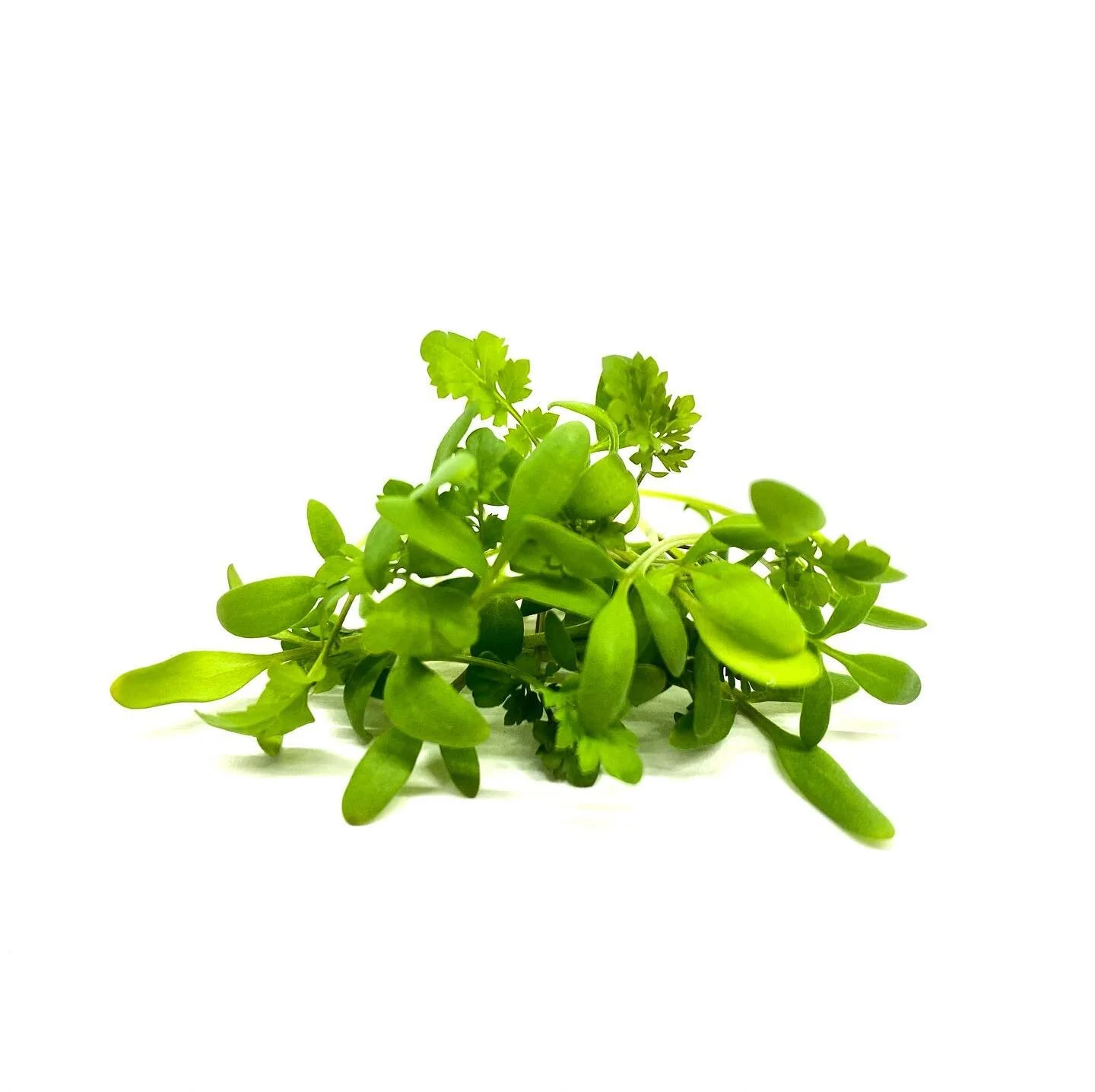 Cress Microgreens ⁣
⁣
Fresh and zingy. Great addition to a sandwich or appetizer.⁣
⁣
Protein: 20-25%⁣
Vitamins A, B, C and E⁣
Calcium, Iron, Magnesium, Niacin, Phosphorus, Potassium⁣
All Essential Amino Acids⁣
Antioxidants