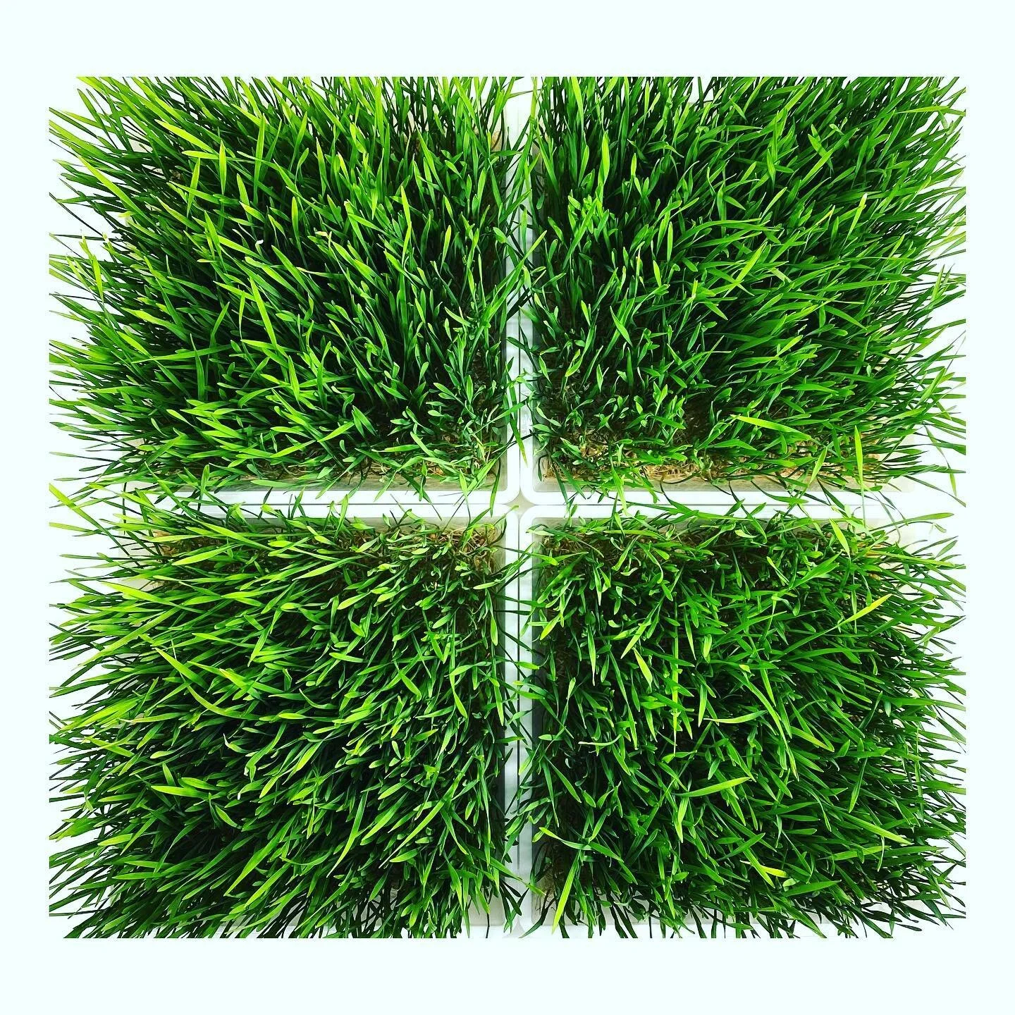 Wheatgrass⁣
⁣
#wheatgrass #wheatgrassshot #wheatgrassjuice