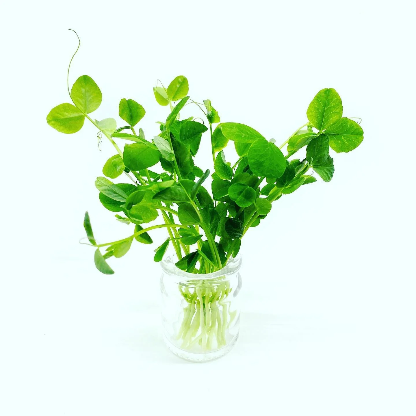 Pea Shoots⁣
⁣
#peashoots