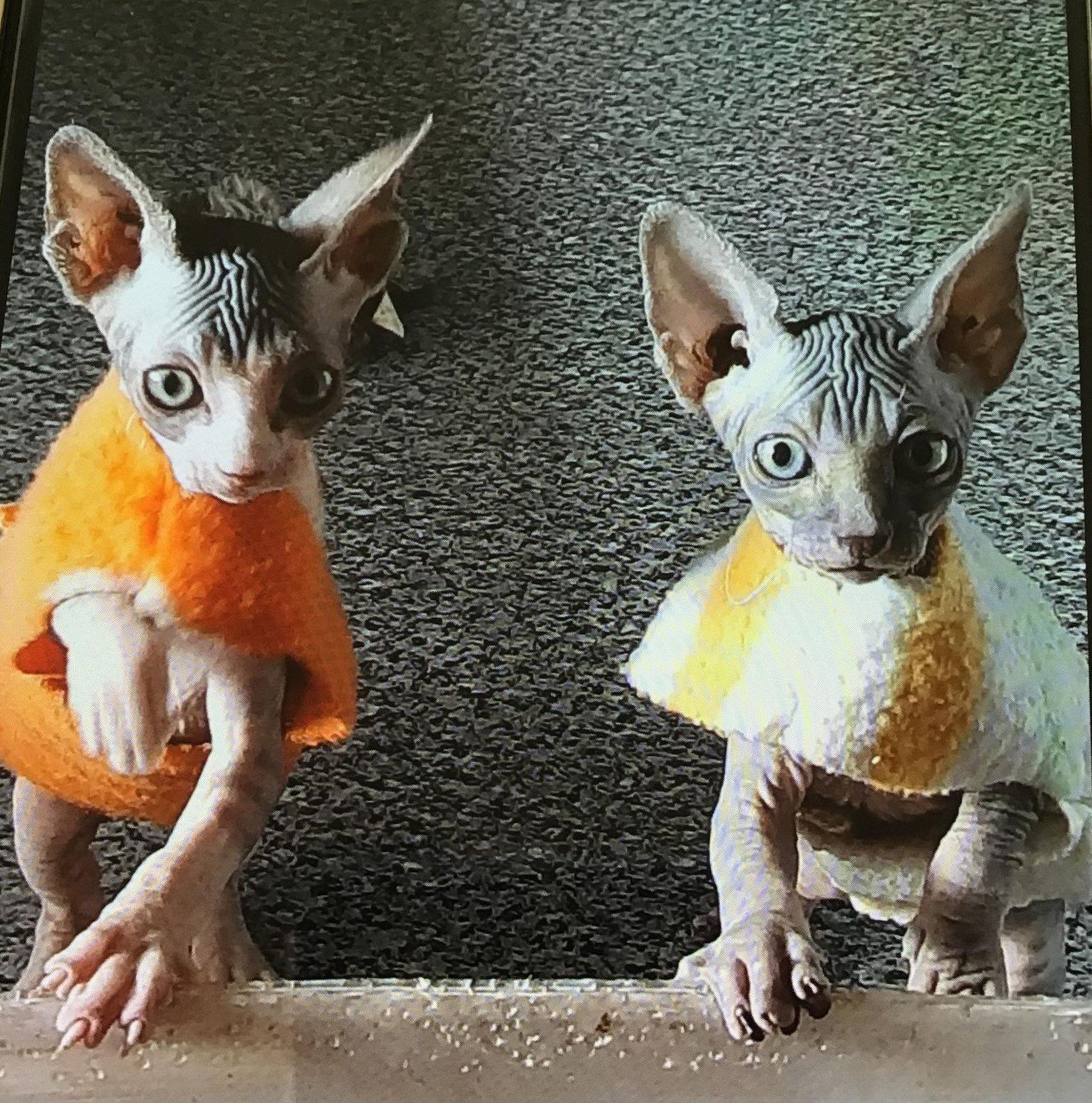kittens.jpg