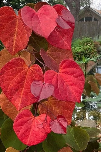 Love Is a Verb- Bay Area February Camp