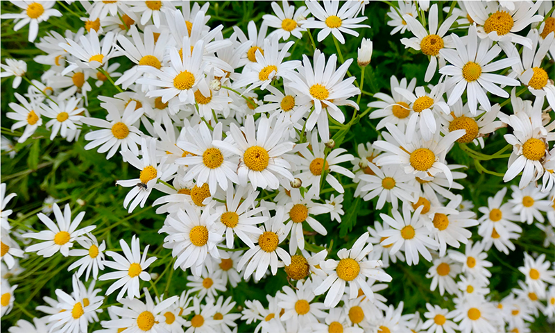 Herbal Skincare for Pre + Teens - Online Class