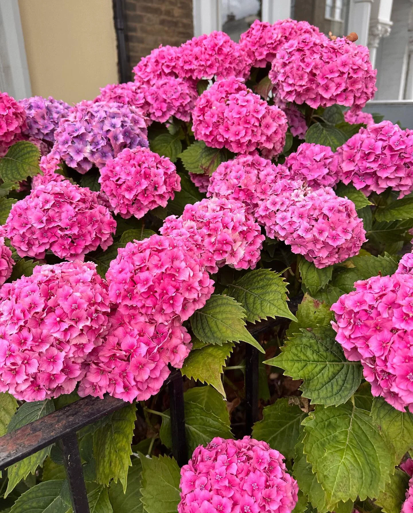 London in July was blooming. I can&rsquo;t get over how tall some rose bushes I came across were or how large some of the hydrangea blooms were. 

Always stop and smell the flowers if you can. Unless you have hay fever, then maybe not and admire from