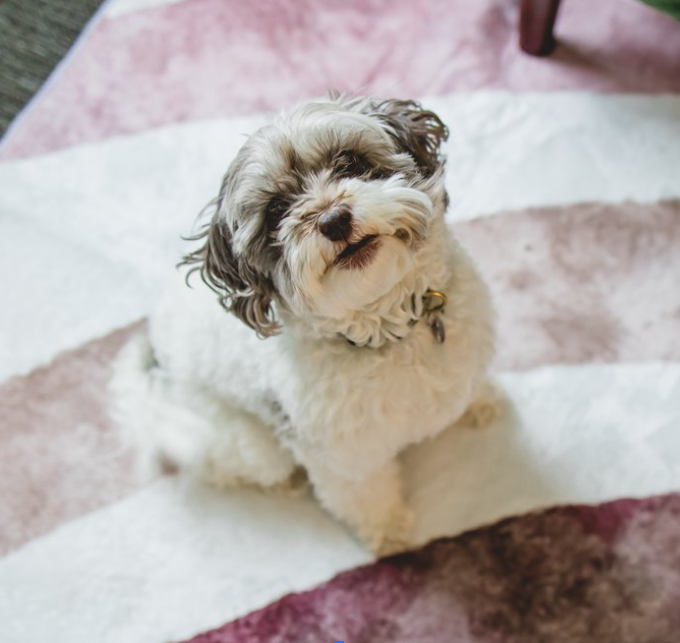 Therapy pup, Maisy headshot