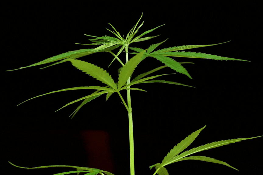 Cannabis Packaging 2023: Design, Trends & Future Insights