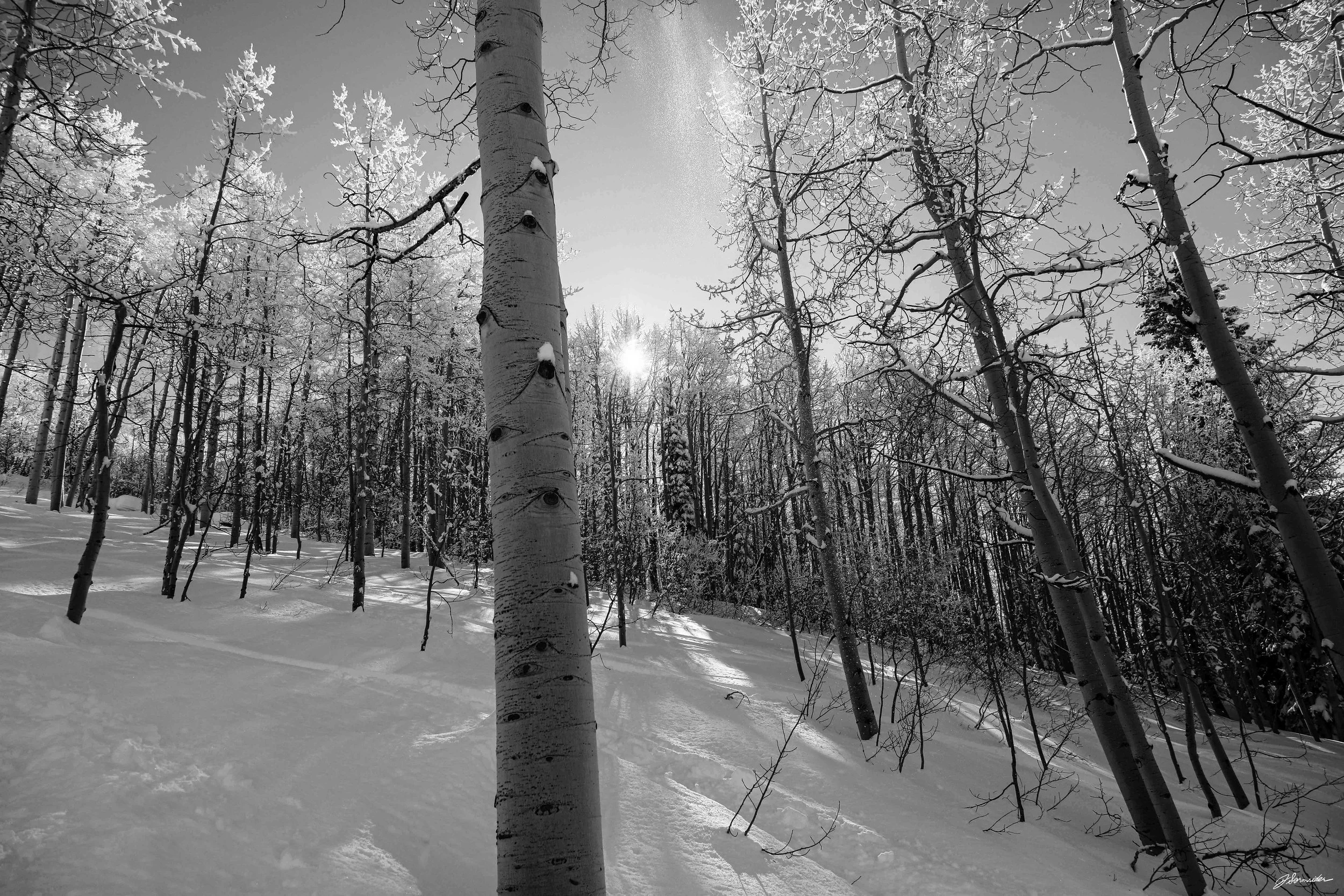 snow_bnw_horizontal (1 of 9).jpg