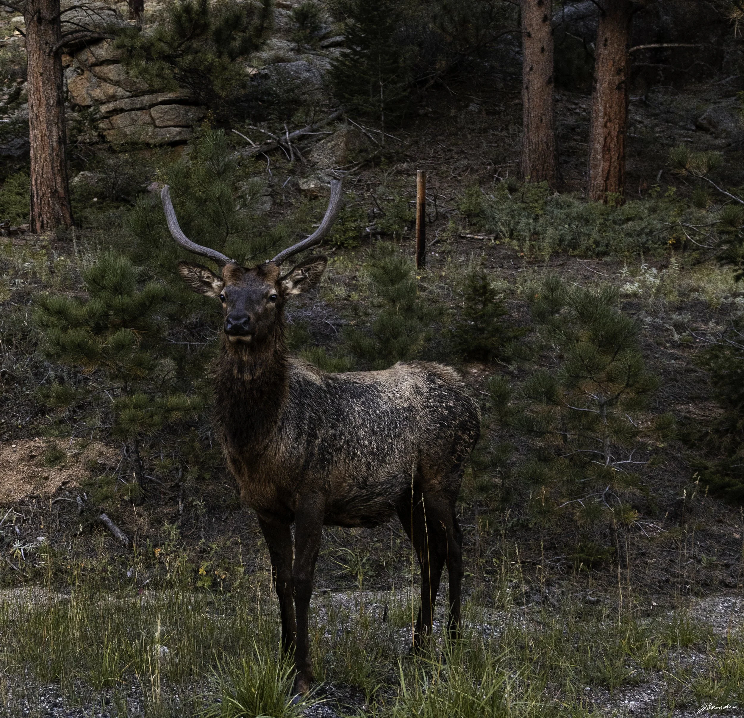 rockyelk (1 of 1).jpg