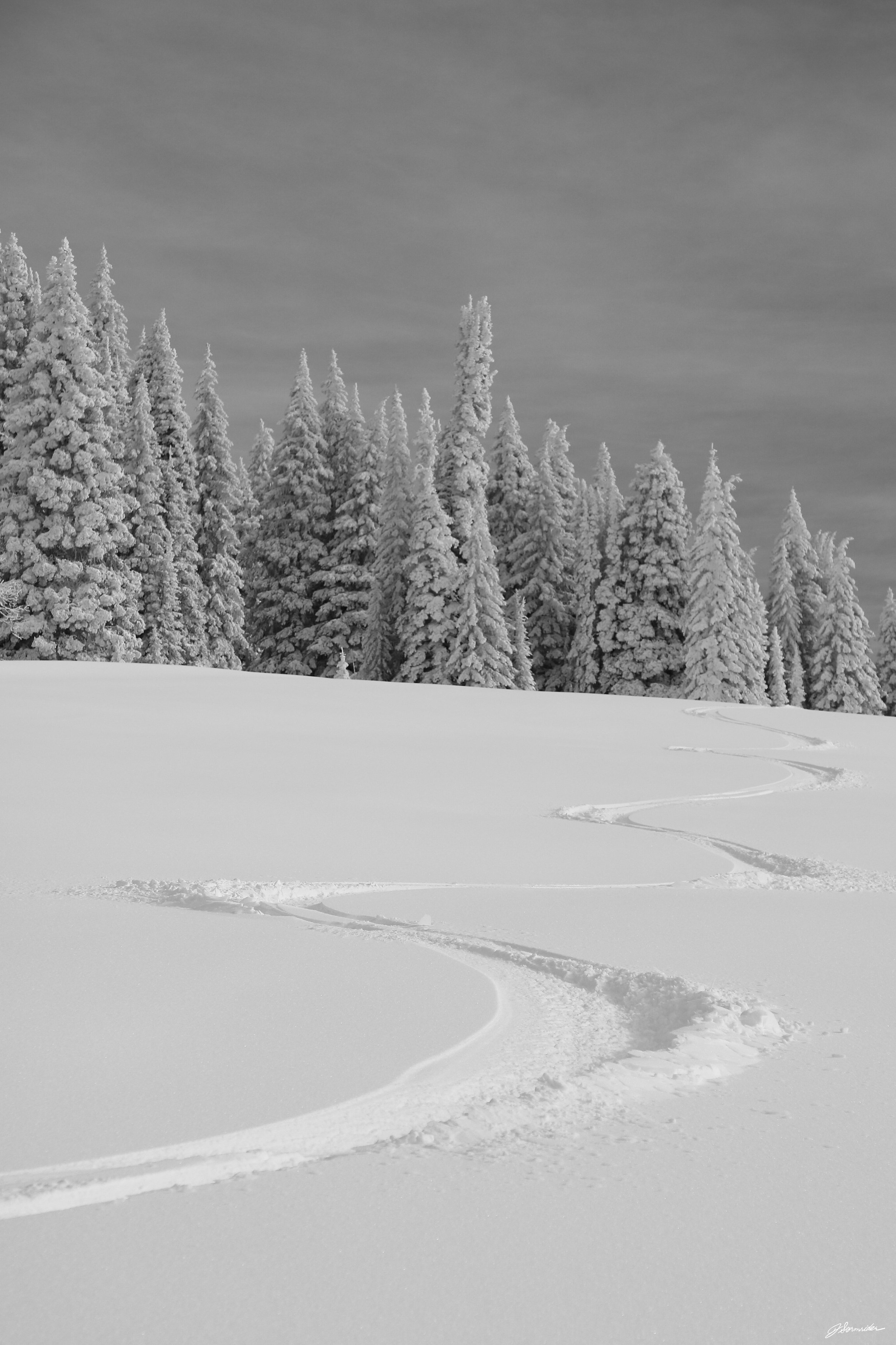 Powdercats_tall_bnw_post_5_14_25 (1 of 9).jpg