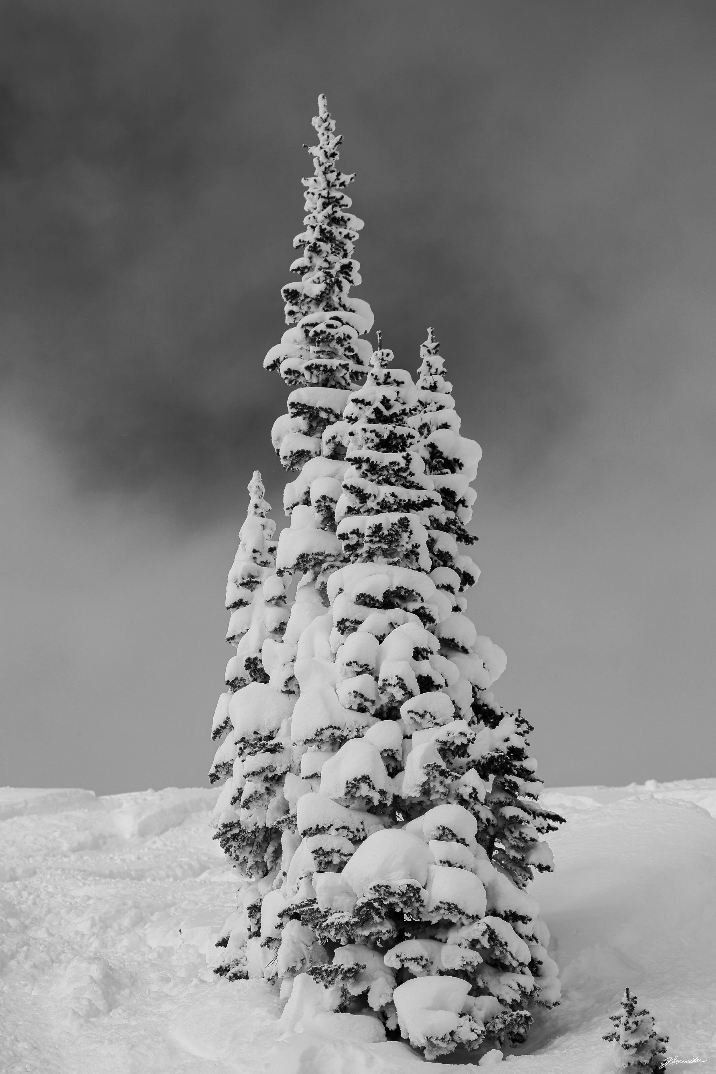 Powdercats_tall_bnw_post_5_14_25 (7 of 9).jpg