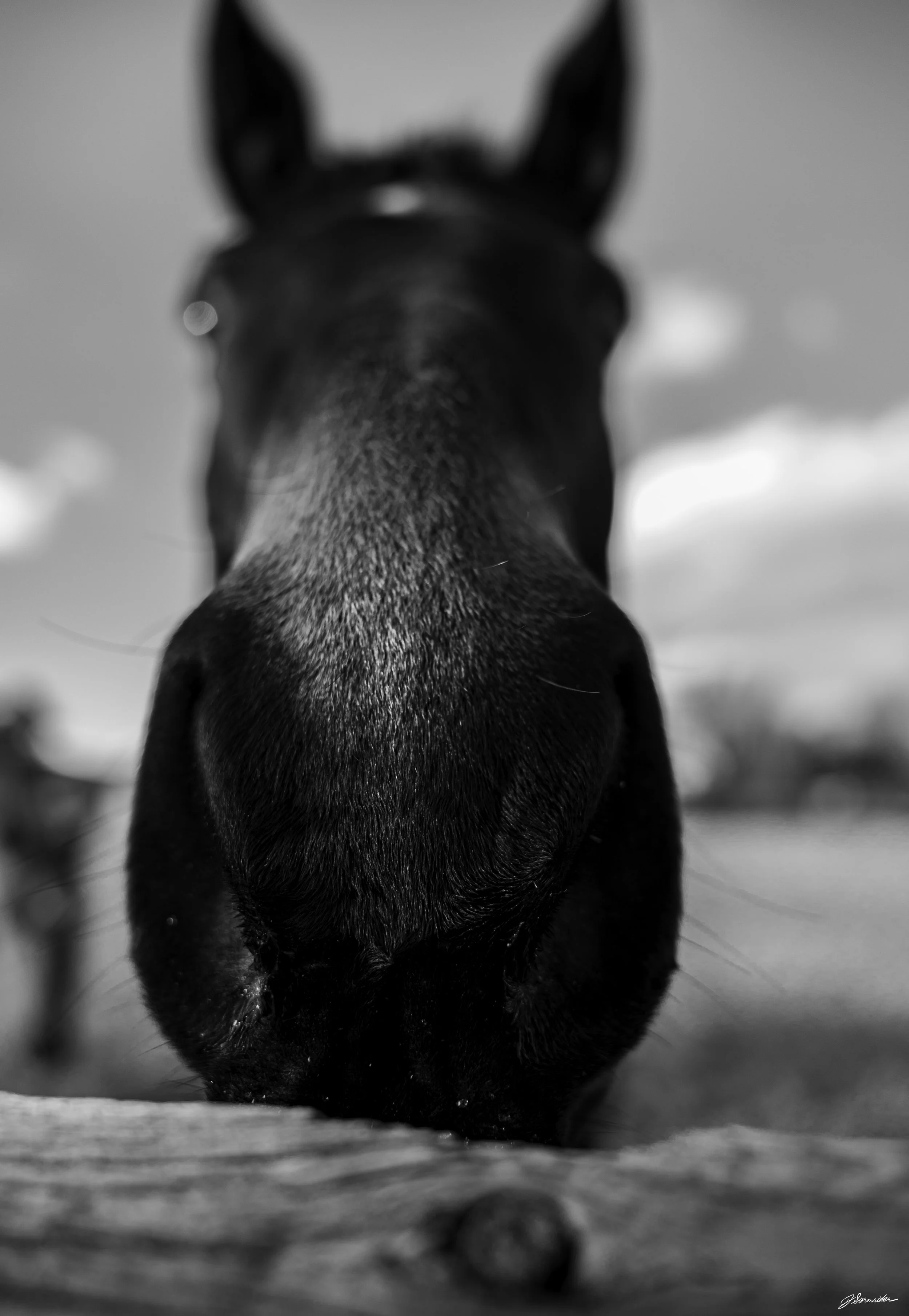 niwothorsebnw (1 of 1).jpg