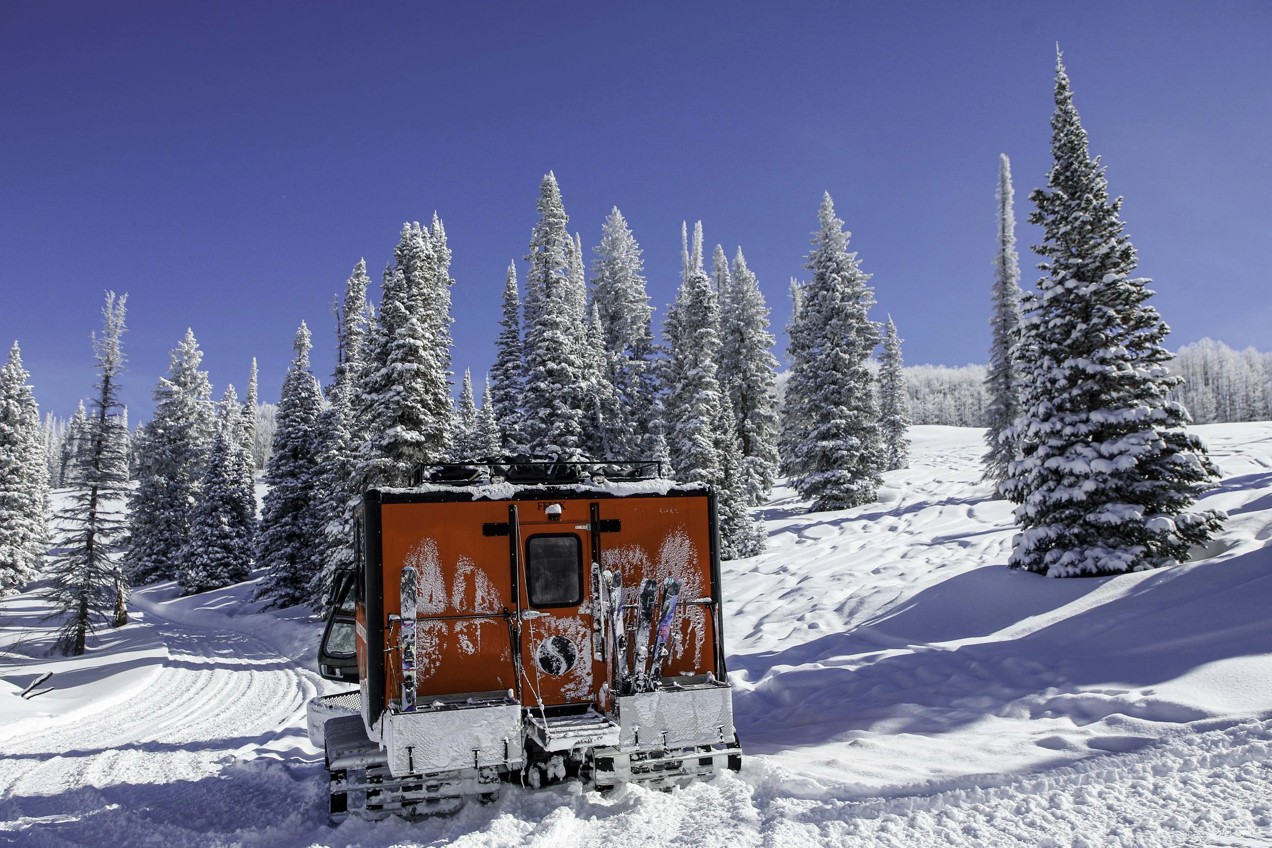 Powdercats_kittyl_post_4_6_25 (6 of 9).jpg