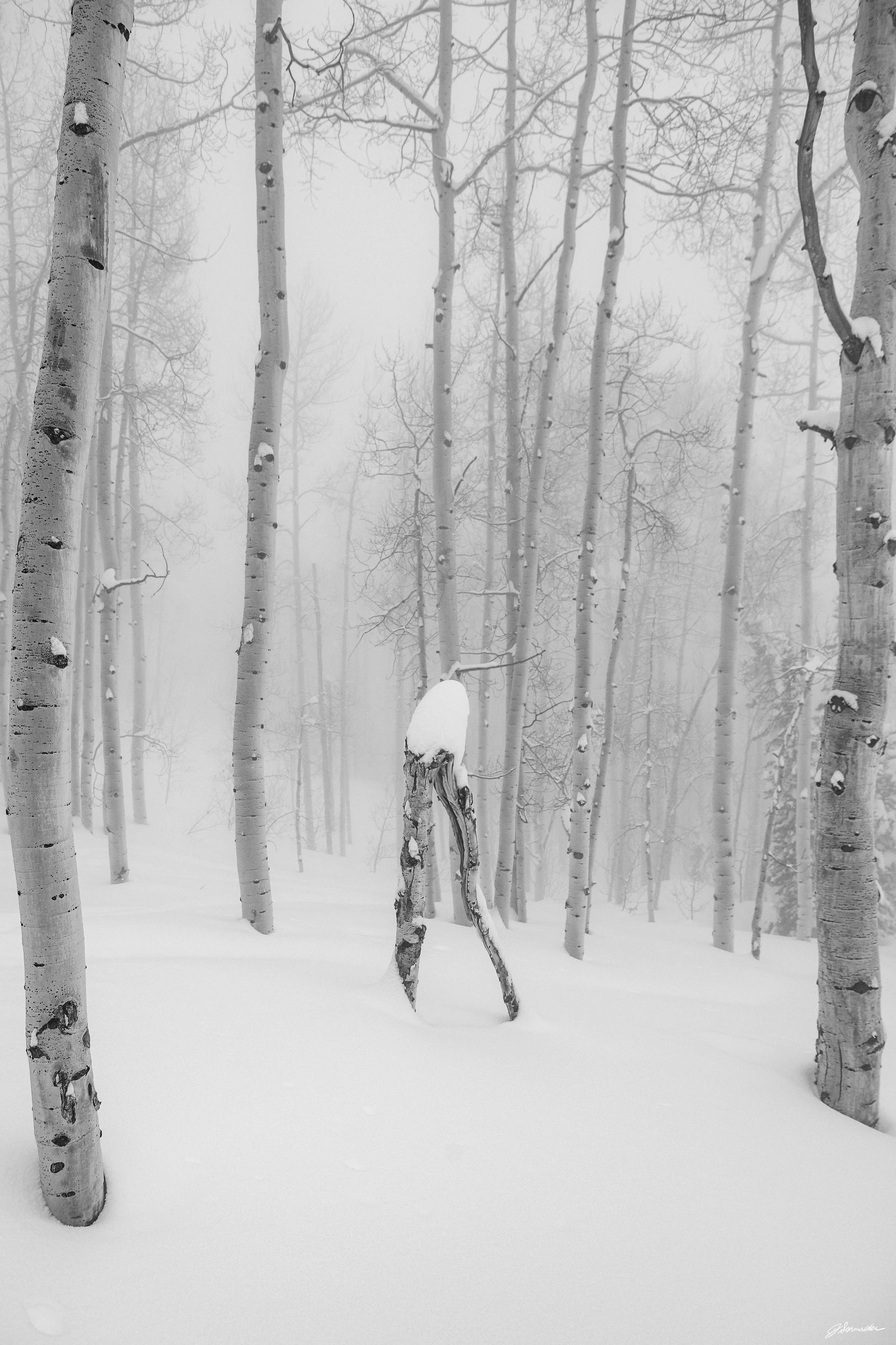 Powdercats_tall_bnw_post_5_14_25 (9 of 9).jpg