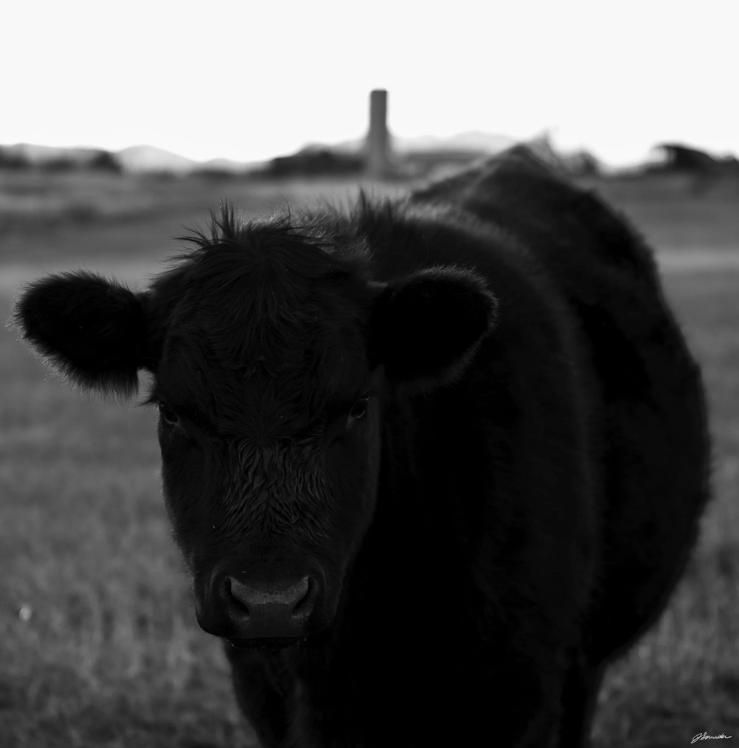 niwotcowbnw (1 of 1).jpg