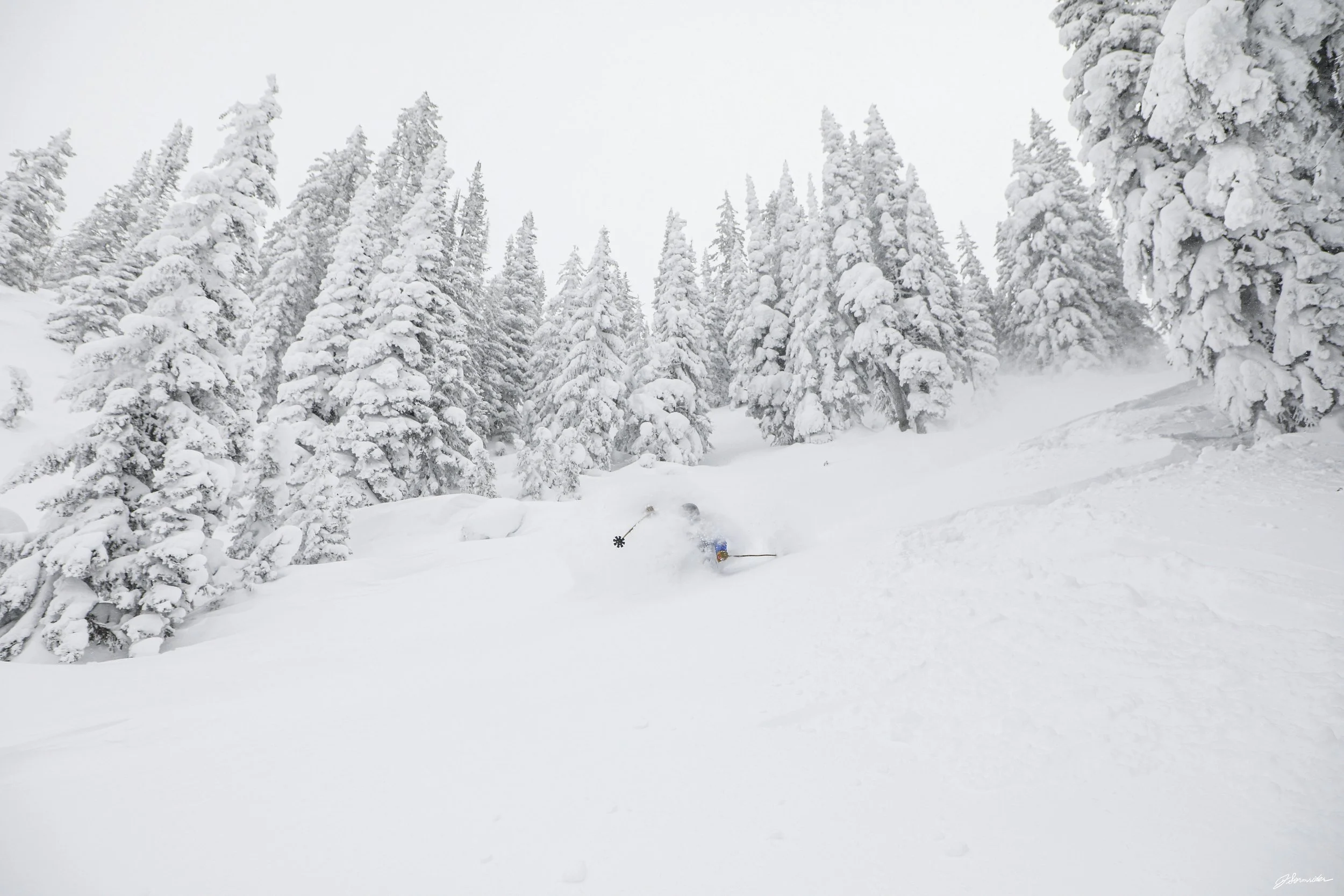 Powdercats_pittedl_post_5_7_25 (3 of 10).jpg