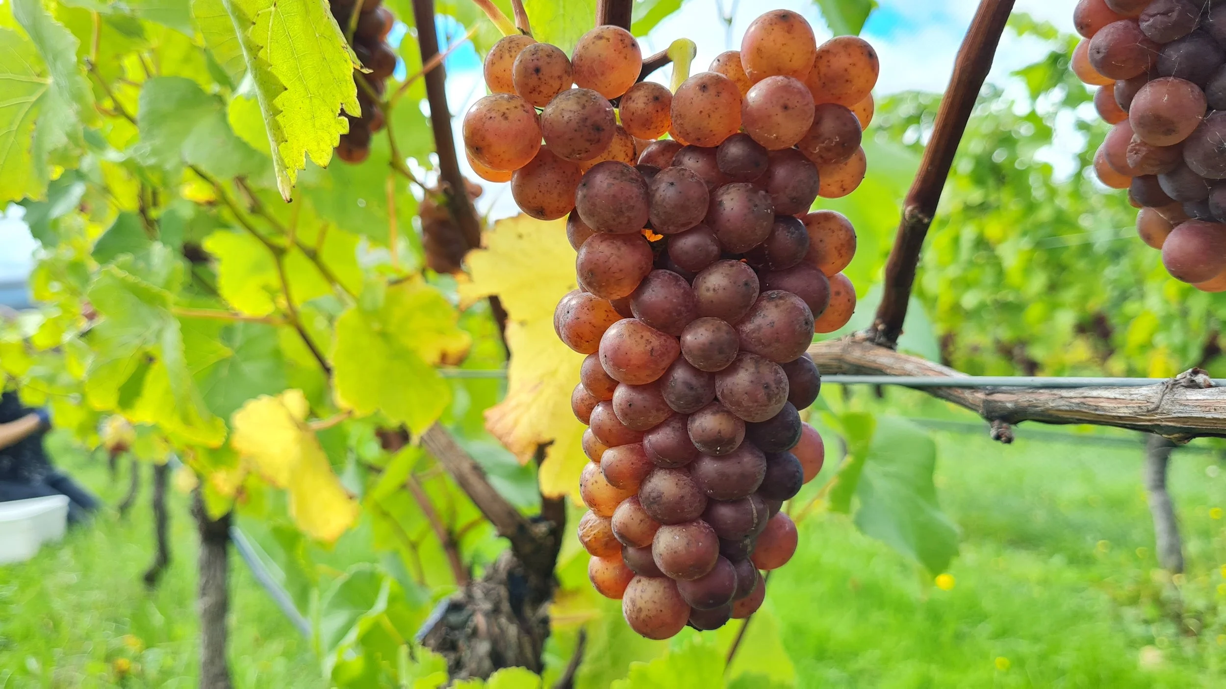 Why Pinot? — THE ELDER PINOT