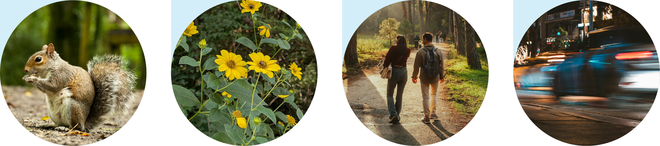 A squirrel standing on the ground in a forested area, a cluster of yellow flowers, two people walking on a dirt path in a park during sunset, and a blurred city street at night with moving cars.