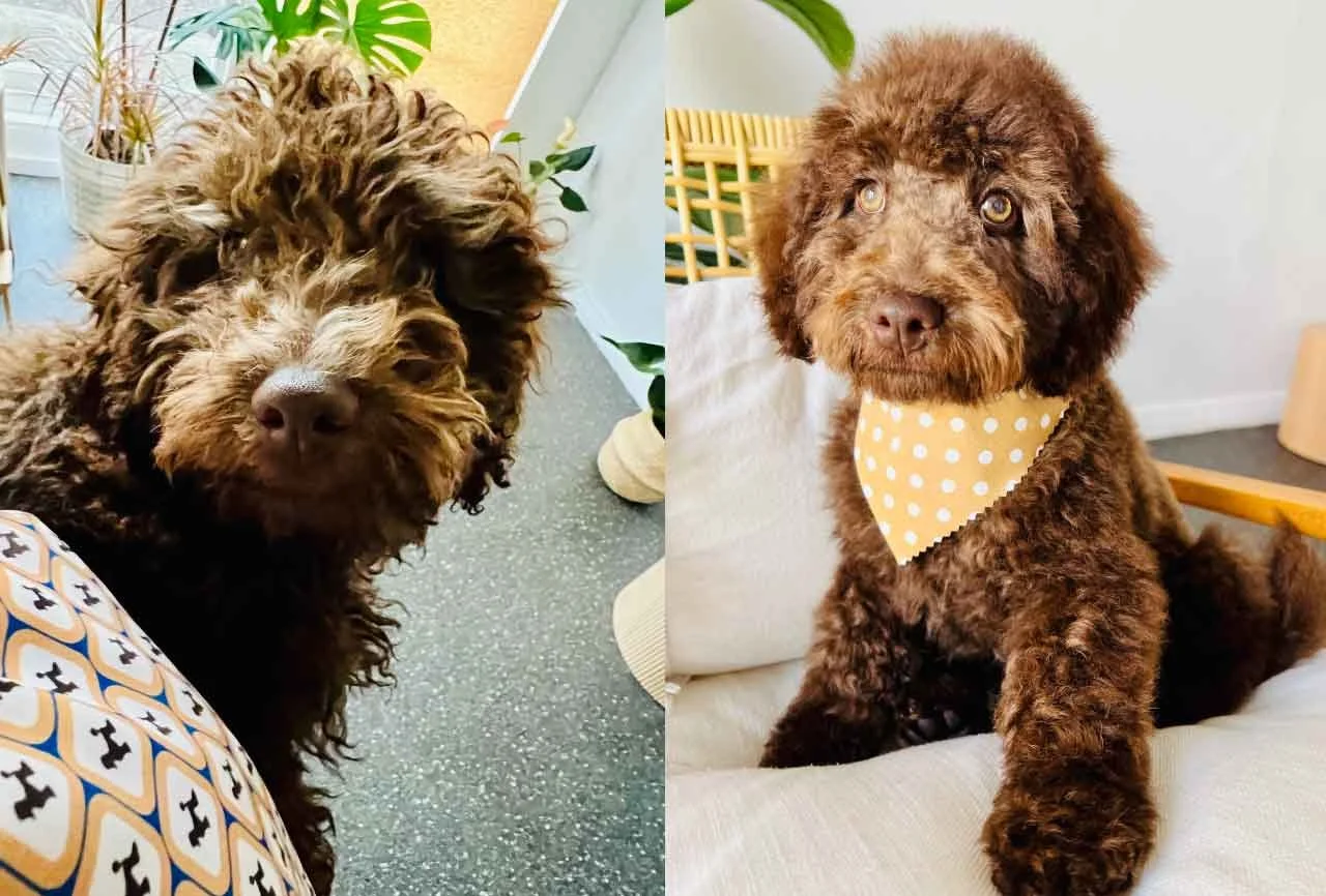 Gallery — Zen Dog Grooming