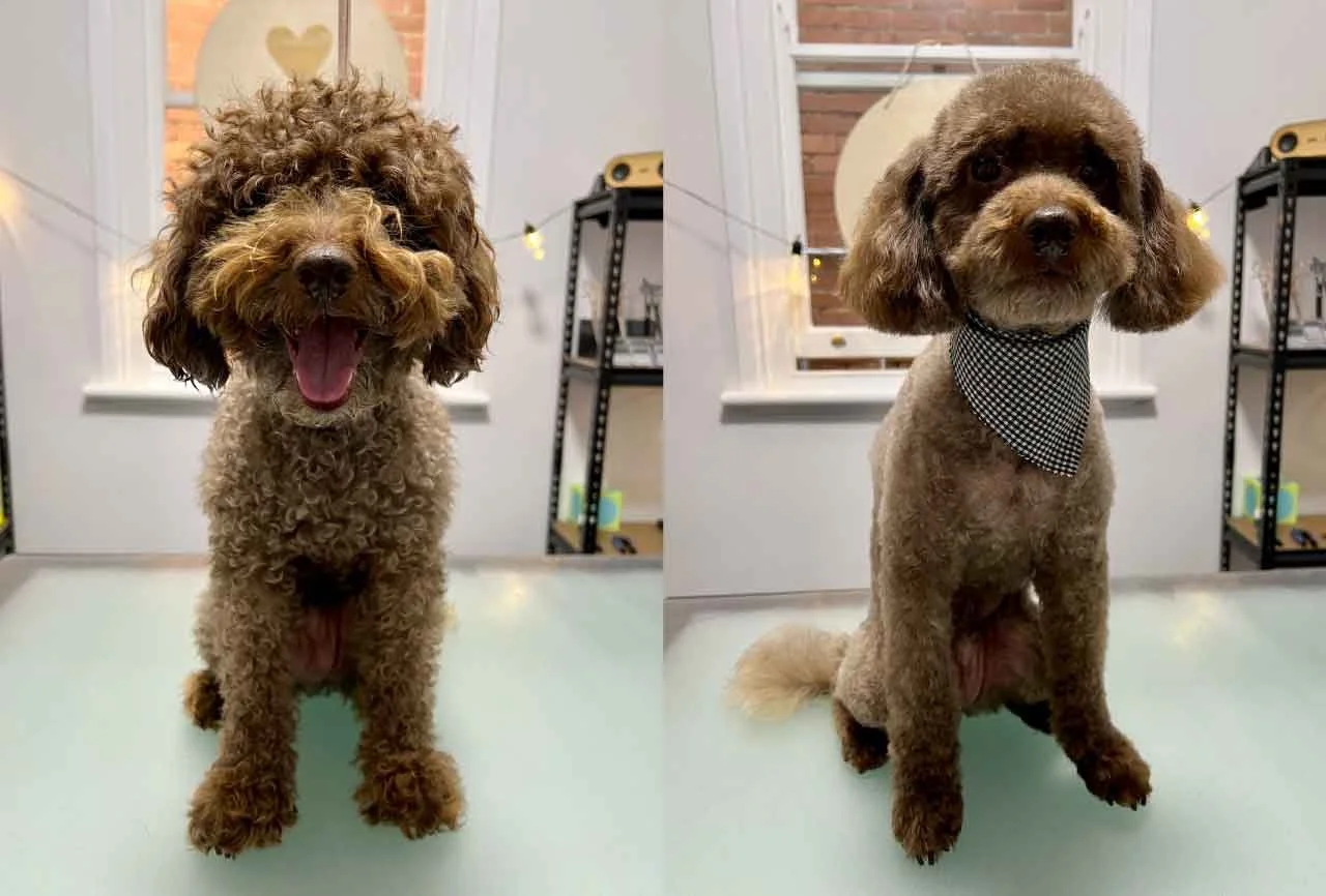 Gallery — Zen Dog Grooming