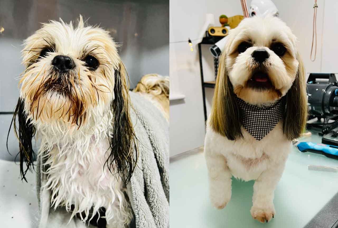 Gallery — Zen Dog Grooming