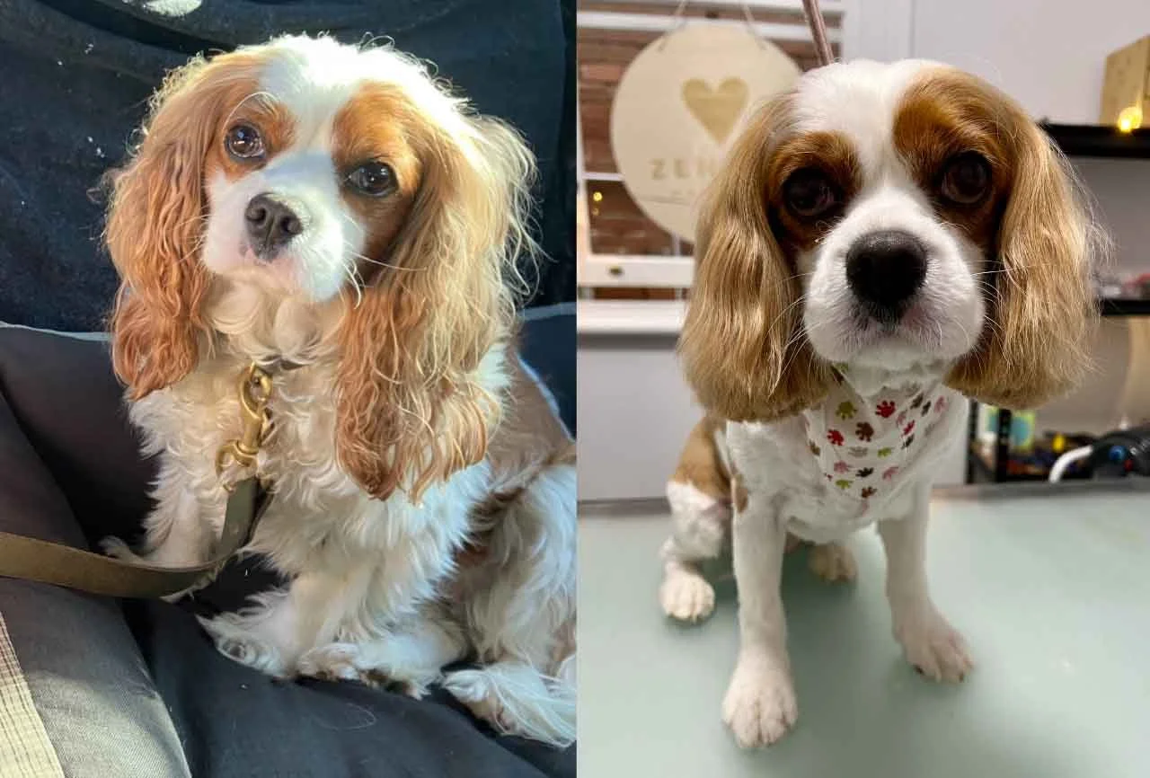 Gallery — Zen Dog Grooming