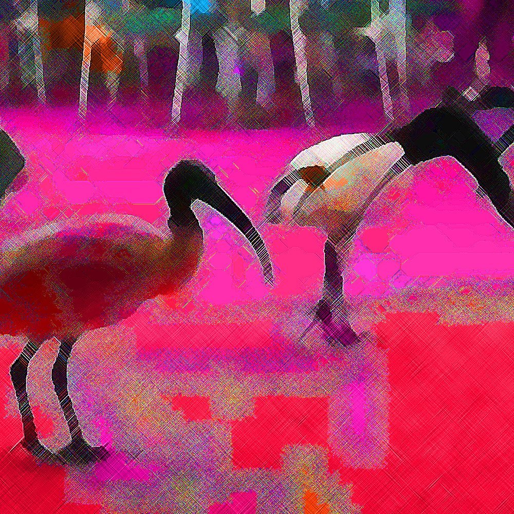 insta-ibis.jpg